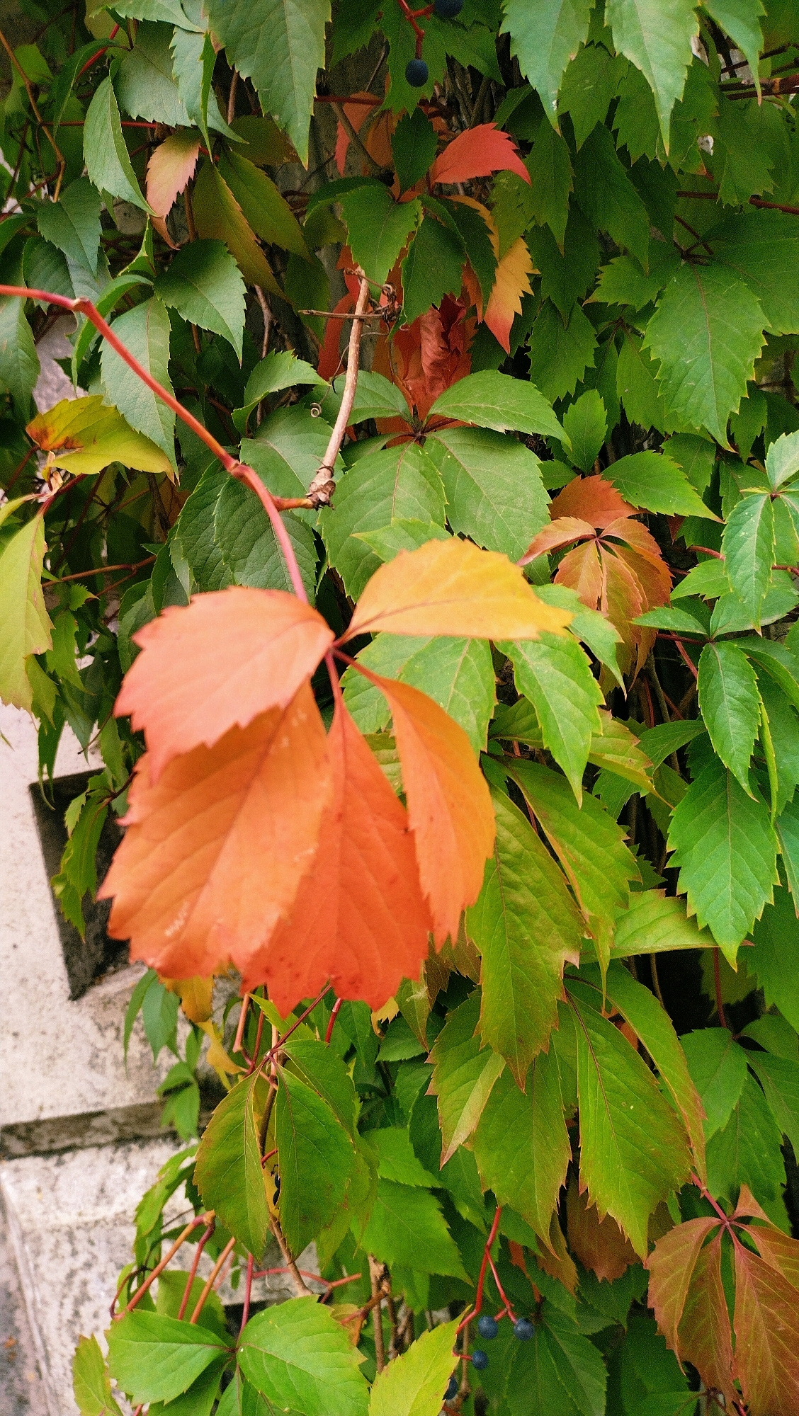 The image shows a close-up of Virginia creeper vines with a mix of green and autumn-colored leaves. The leaves are distinctly lobed and serrated. Some of the leaves are bright orange and red, indicating the fall season. There are also a few dark blue berries visible on some of the vines. The vines are growing on a textured surface, possibly a stone wall or building facade, which is visible on the left side of the image. The overall impression is of a natural scene in an urban setting, likely a garden or park area within the city of Horishni Plavni, Ukraine, given the prompt's context. There are no people or animals visible in the frame.