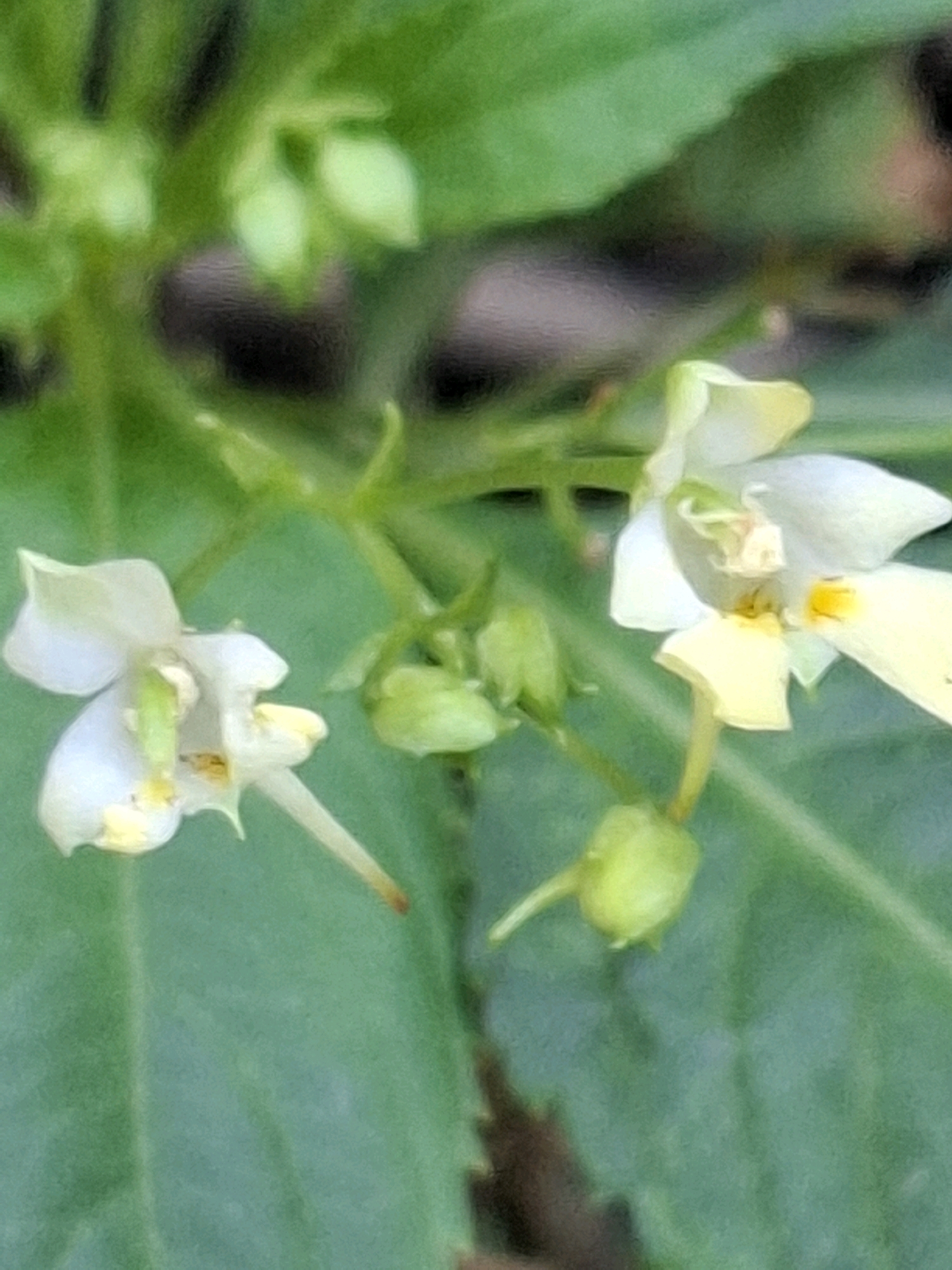 A close-up, slightly out-of-focus photograph captures two delicate white and yellow flowers with green buds against a backdrop of lush green foliage. The flowers exhibit intricate petal structures and subtle yellow accents. The image appears to be taken outdoors, in a natural environment, possibly a park or garden, within Almaty, Kazakhstan. There are no people or discernible human activity in the frame. The lighting is soft, suggesting natural daylight.
