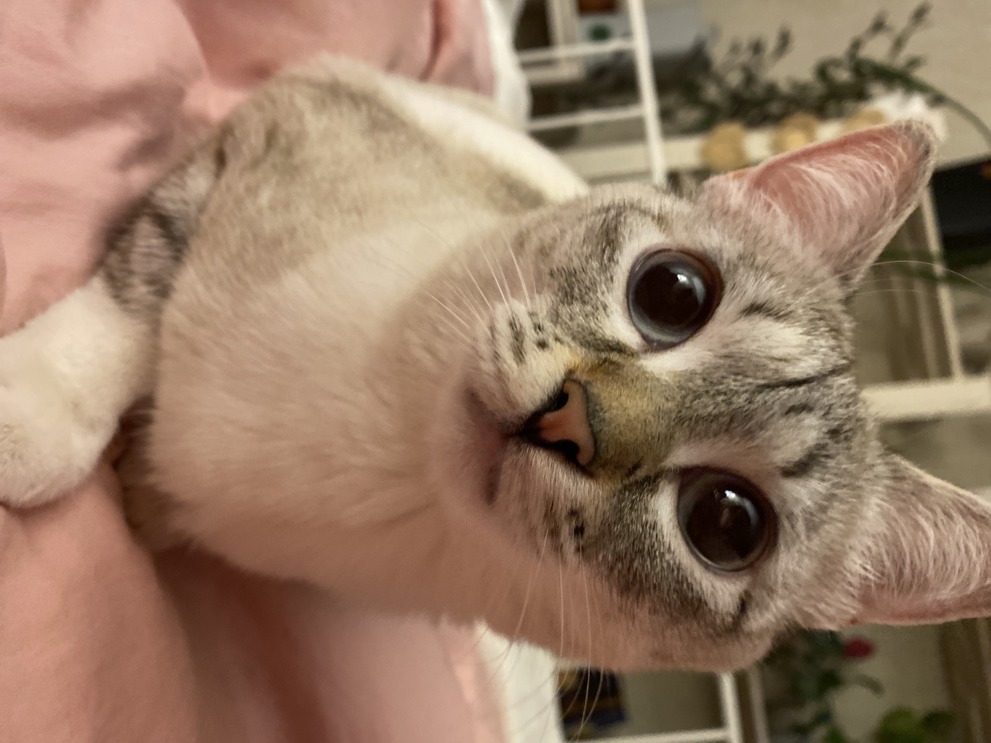 A light gray and white cat with large, dark eyes and a pink nose is lying on a pink surface. The cat's head is tilted towards the camera. The background is slightly blurred and shows a white wire shelf and some out-of-focus green and white objects.
I am unable to provide location details as the image does not contain information about the city of Yekaterinburg, Russia.