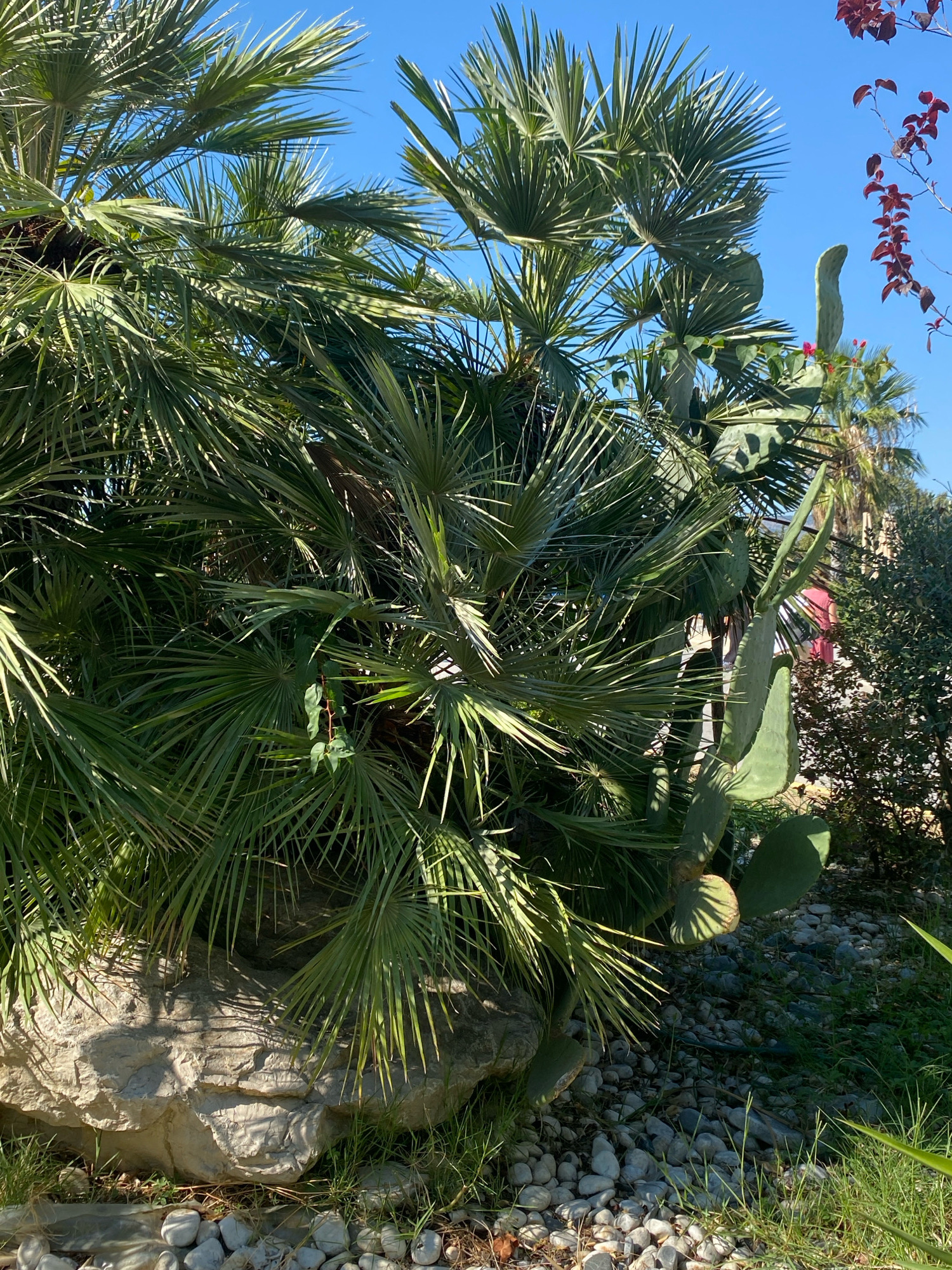 The image depicts a lush, sun-drenched garden scene, likely in Ulcinj, Montenegro, given the presence of Mediterranean flora. In the foreground, large, fan-shaped palm fronds dominate the frame, their sharp, green leaves catching the sunlight. Interspersed with the palm trees is a prickly pear cactus, its flattened, green pads reaching upwards, some with a reddish hue suggesting new growth or perhaps a bloom. A large, weathered rock, textured with crevices and lines, sits at the base of the palm, partially covered by sparse green grass. The ground around the plants is a mix of small, smooth white pebbles and patches of dry soil. In the background, more palm trees and dense green foliage are visible, with a hint of a building or structure further back. A bright, clear blue sky forms the backdrop to the entire scene. The overall impression is one of a vibrant, arid-climate garden.
