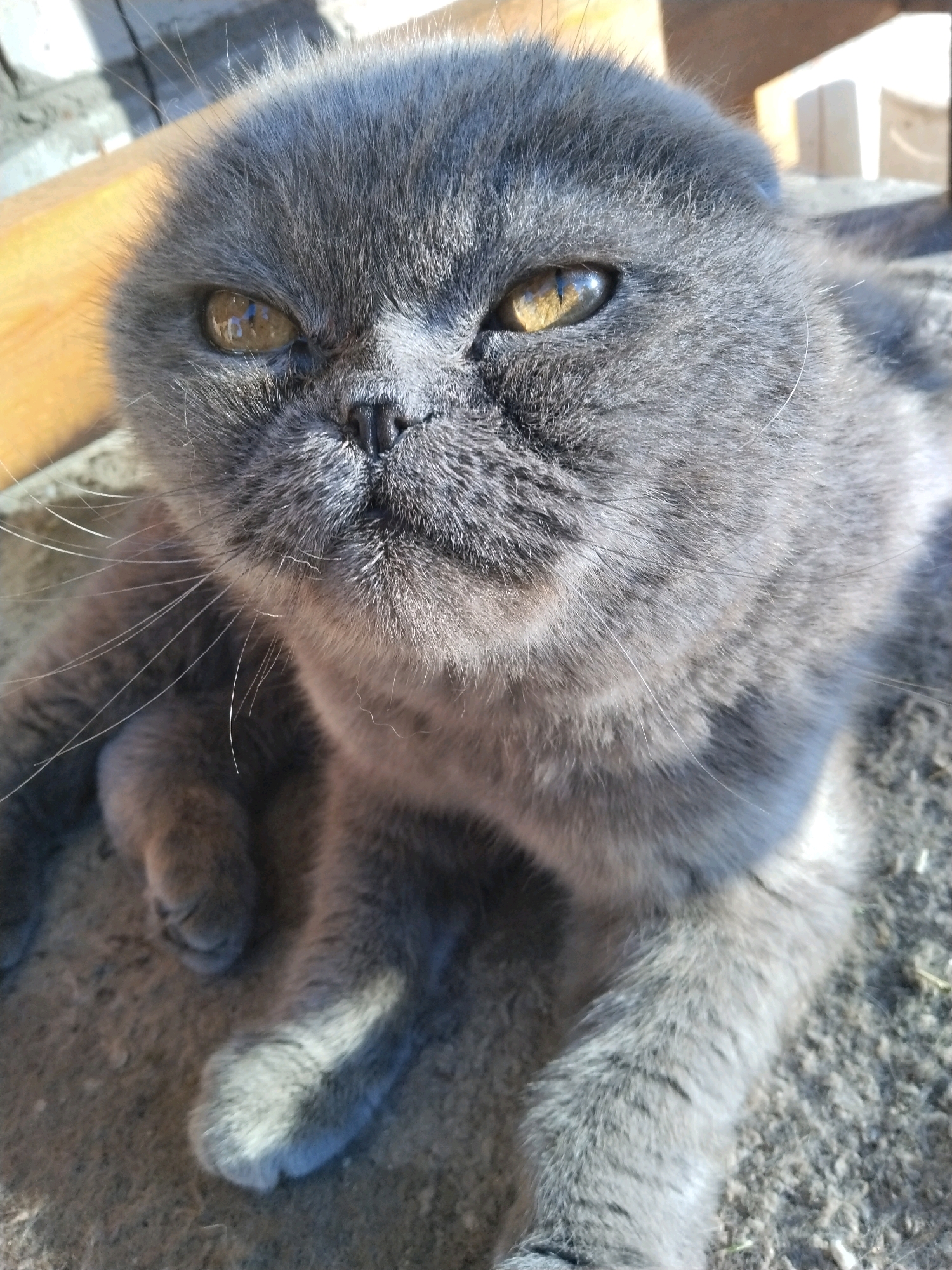 A medium close-up shot, taken outdoors in Pyetrykaw, Belarus, features a grey Scottish Fold cat lying on a rough, sandy surface. The cat's distinctive folded ears are prominent, and its yellow-orange eyes are focused forward, with a slight squint. Its short, dense grey fur appears soft. The background is blurred, showing hints of wooden structures and what appears to be a sunlit wall or fence. The lighting suggests it is daytime, with sunlight casting shadows and highlighting the cat's fur. The cat's front paws are visible, one slightly forward and the other tucked.