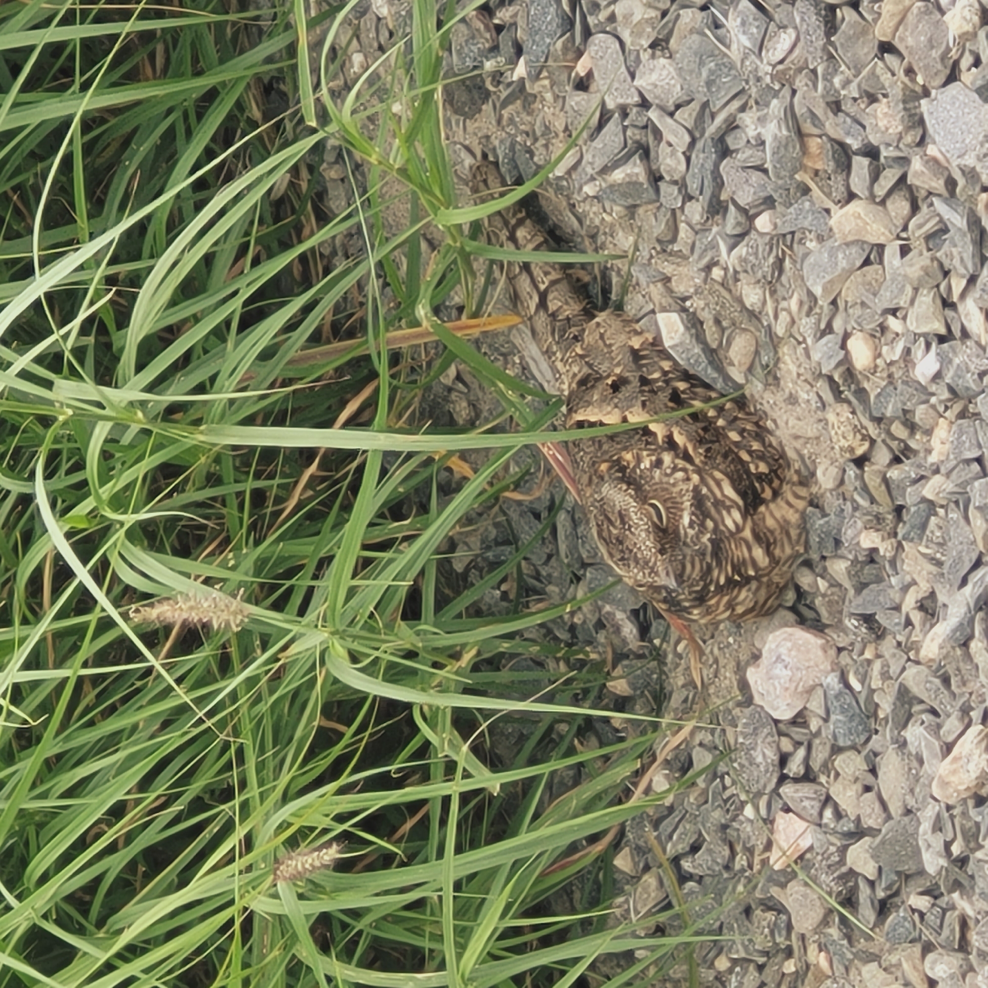 This media file features a ground-dwelling bird, likely a woodcock or a related species, expertly camouflaged within its environment. The bird is the primary subject, positioned at the juncture of a patch of vibrant green grass and an area covered with gravel.
The bird's plumage displays a complex, mottled pattern of browns, grays, and black, blending seamlessly with the colors and textures of the surrounding earth and stones. Its distinctive long, slender beak is visible, pointed towards the dense grass. The bird appears to be still, possibly resting or employing its natural camouflage to avoid detection. Its eye is visible, alert but calm.
The setting is an outdoor scene, characterized by a lush growth of long, thin-bladed green grass on the left side of the frame. Some grass blades show seed heads. Adjacent to the grass, on the right, is a surface composed of numerous irregularly shaped pieces of gravel, predominantly in shades of gray and brown, with some lighter, almost pinkish or reddish-toned stones interspersed.
The activity taking place is the bird's passive presence, utilizing its natural ability to blend into its surroundings. The time of day appears to be daytime, with soft, diffused lighting suggesting either an overcast sky or the gentler light of early morning or late afternoon, as there are no harsh shadows. The weather seems calm. No human subjects, man-made objects other than the implied disturbed ground (gravel), or visible text are present. The scene evokes a sense of nature's subtle beauty and the bird's innate survival instincts. This natural scene is situated in the context of San Fernando del Valle de Catamarca, Argentina, suggesting a local natural habitat.