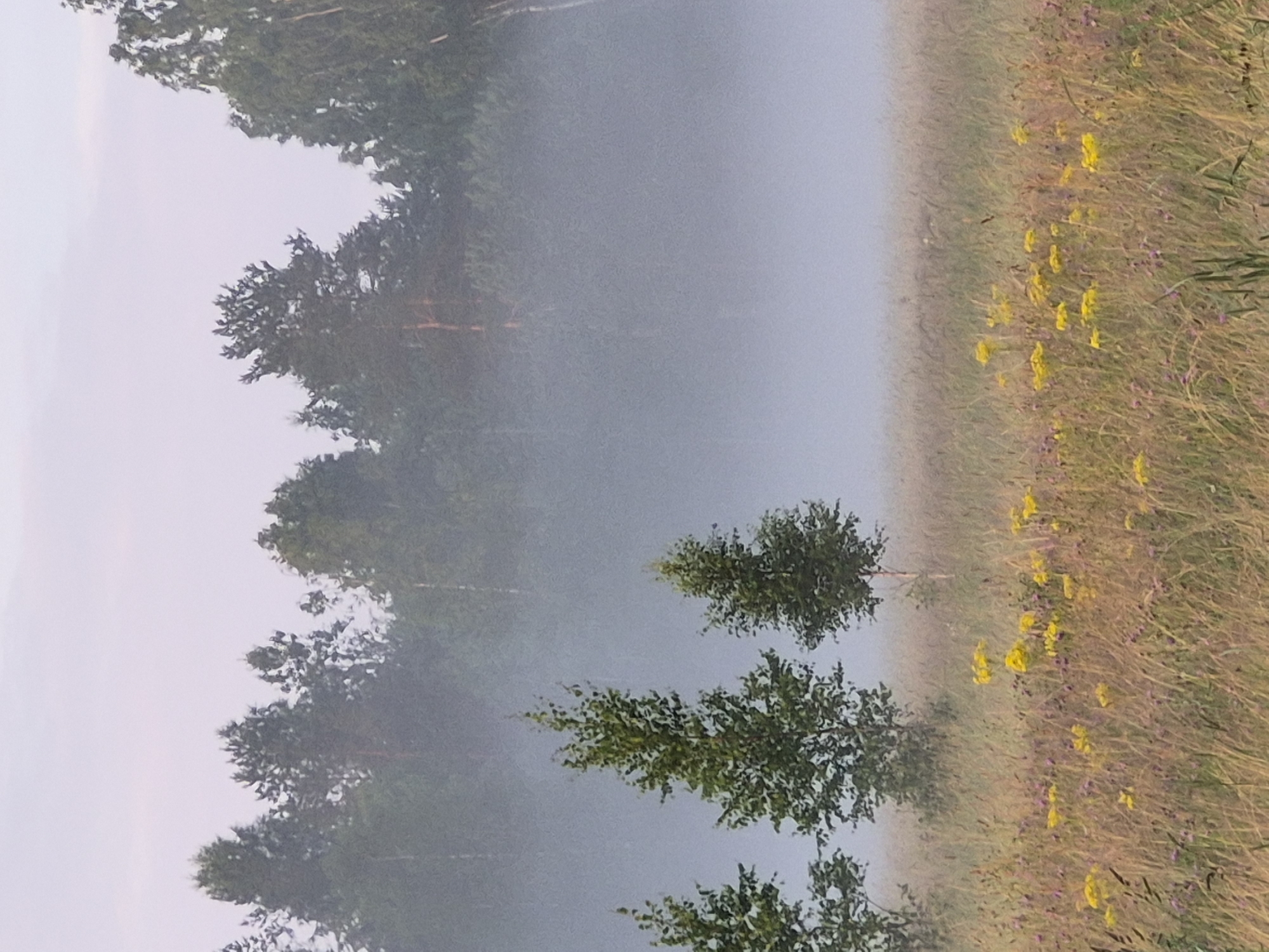 A misty morning scene unfolds in a meadow within the city of Sooblase, Estonia. The foreground is dominated by tall grasses and scattered yellow wildflowers, with a few small purple blooms interspersed. Three deciduous trees, their leaves a vibrant green, stand in the middle ground, partially obscured by a soft mist that blankets the landscape. Behind them, a dense line of coniferous trees forms the background, their dark forms softened by the atmospheric haze. The sky above is a pale, soft pink, indicating the early hours of dawn. The overall impression is one of serene tranquility.