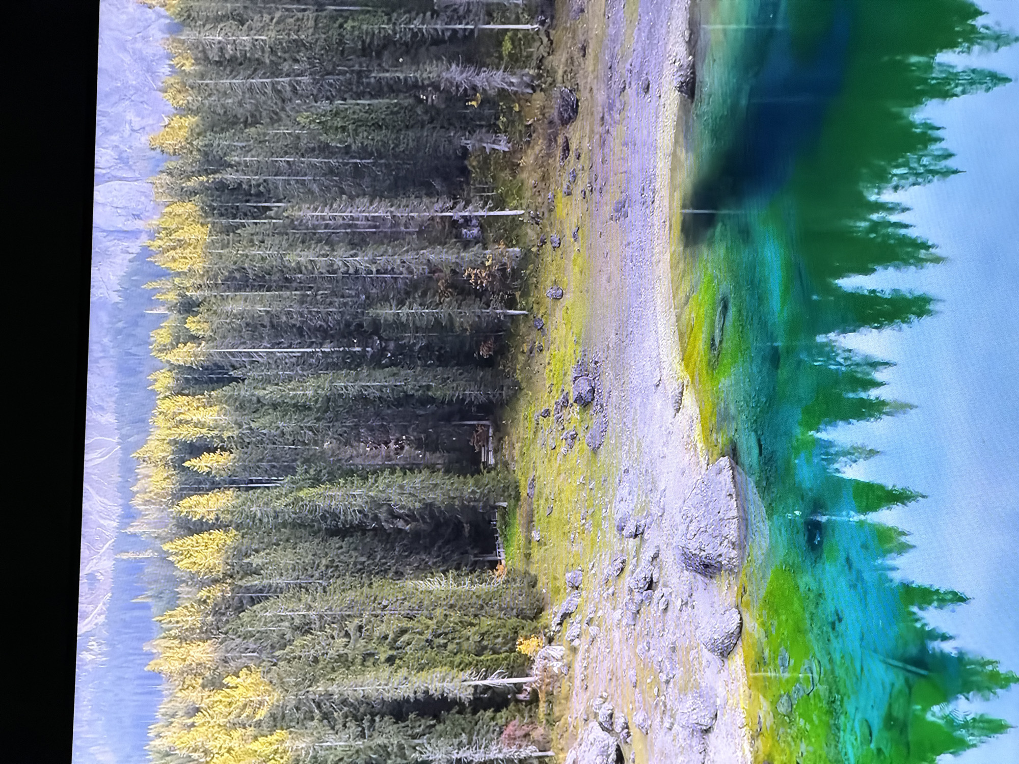 This image depicts a serene natural landscape, characterized by a dense forest of tall, green coniferous trees, some with yellowish foliage, reaching towards a distant mountain range. In the foreground, a vibrant, turquoise body of water reflects the surrounding trees and sky. The shore of the water is rocky and covered with patches of green grass and moss. The overall scene conveys a sense of tranquility and natural beauty, with no visible human presence or man-made structures other than a faint hint of what might be a small bridge or wooden walkway deep within the trees. The image does not provide any information that would place it in Chirchik, Uzbekistan, or any other specific city.