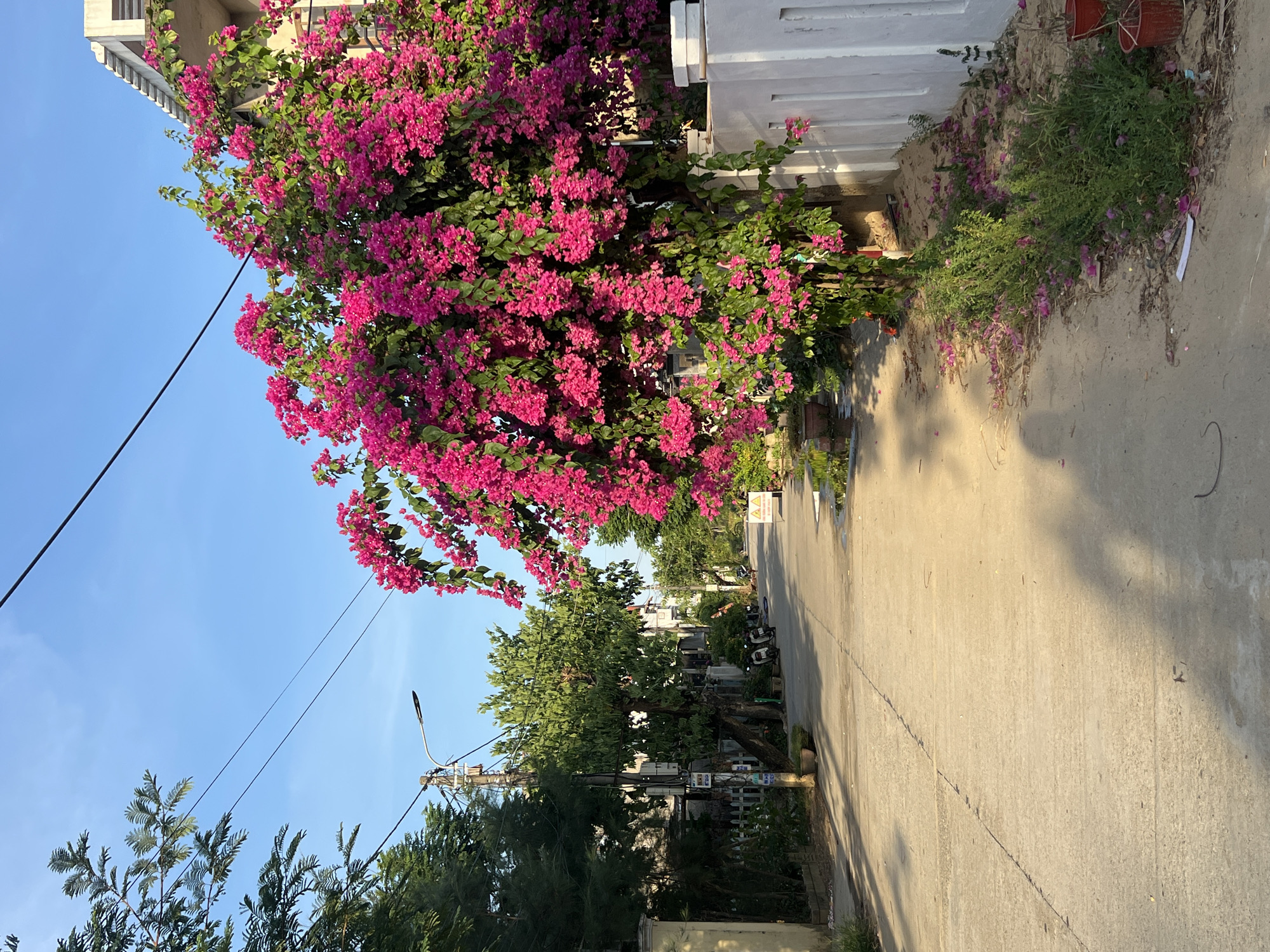 This image depicts a residential street in Hội An Ward, Vietnam, bathed in the warm light of a late afternoon or early morning sun, casting long shadows. The scene is dominated by a vibrant bougainvillea plant overflowing with bright pink blossoms, cascading over a white wall and encroaching onto the paved road.
The street itself appears to be a quiet residential lane, with a few parked motorcycles visible in the distance, suggesting a typical day in this Vietnamese locality. Green trees and other foliage line the sides of the road, interspersed with houses and utility poles carrying electrical wires. The architecture visible suggests a tropical or subtropical setting.
The overall mood is peaceful and serene, with the natural beauty of the bougainvillea providing a striking contrast to the mundane elements of the urban street. There are no people visible in the frame, focusing the viewer's attention on the lush flora and the everyday environment. A small sign with yellow text on a white background is visible in the distance, but the text is too blurry to be read. The sky is a clear, bright blue, indicating fair weather.