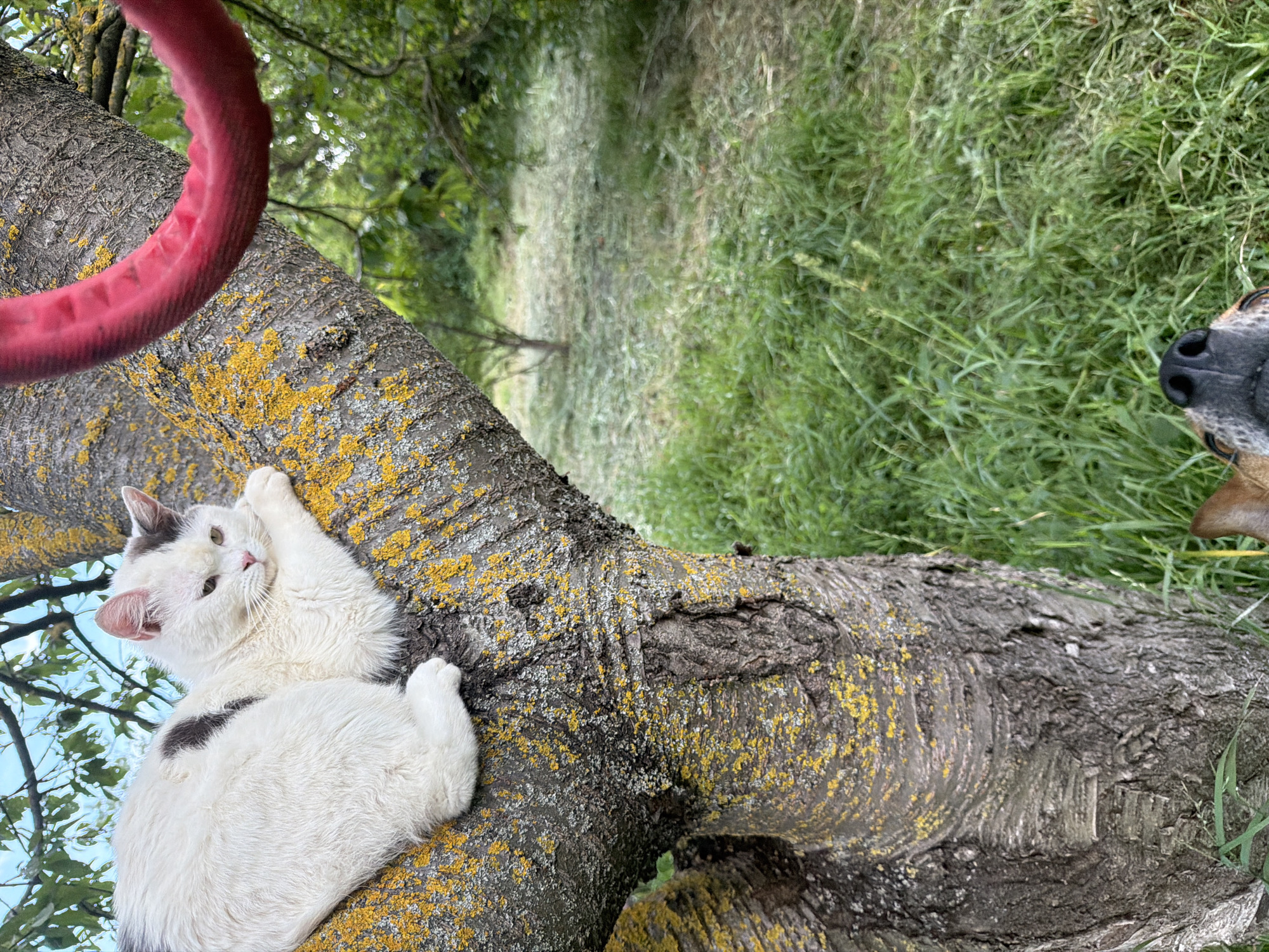 In Leningradskaya, Russia, a fluffy white cat with dark patches is perched on a thick, moss-covered tree branch. The cat is resting comfortably, with one paw raised and its head turned towards the viewer. The branch is rough and textured, with patches of yellow lichen growing on it. In the background, lush green grass and trees suggest a warm, sunny day. To the right, the nose and part of the face of a dog are visible, looking up at the cat. A portion of a red object, possibly a toy or collar, hangs from the upper left corner of the frame. The scene captures a peaceful moment between two animals in a natural outdoor setting.