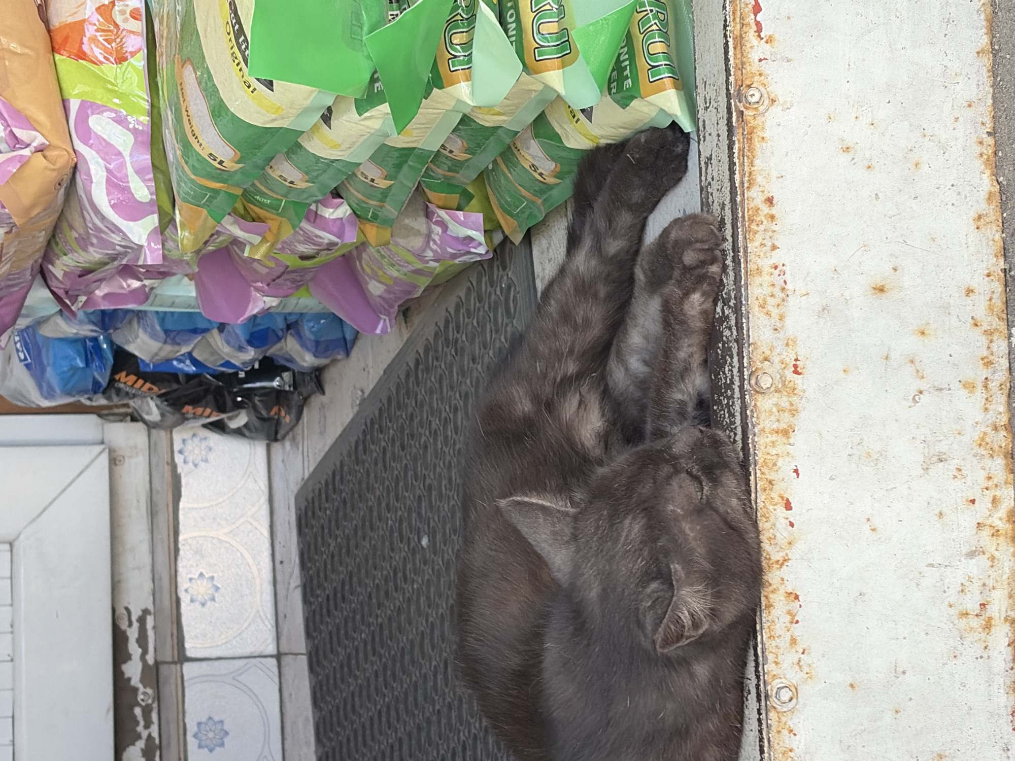 In an outdoor setting, possibly a doorway or entrance, a dark grey cat is sleeping curled up on a dark grey doormat. The doormat is positioned in front of a white door with tiled steps leading up to it. To the right of the cat and doormat, a stack of large, brightly colored bags, appearing to be sacks of pet food or similar products, are leaning against a wall. The bags are predominantly green, yellow, and pink, with some branding visible. The ground surface in the foreground is a weathered, rusty metal surface. The overall scene depicts a moment of repose for the animal amidst commercial or storage materials.