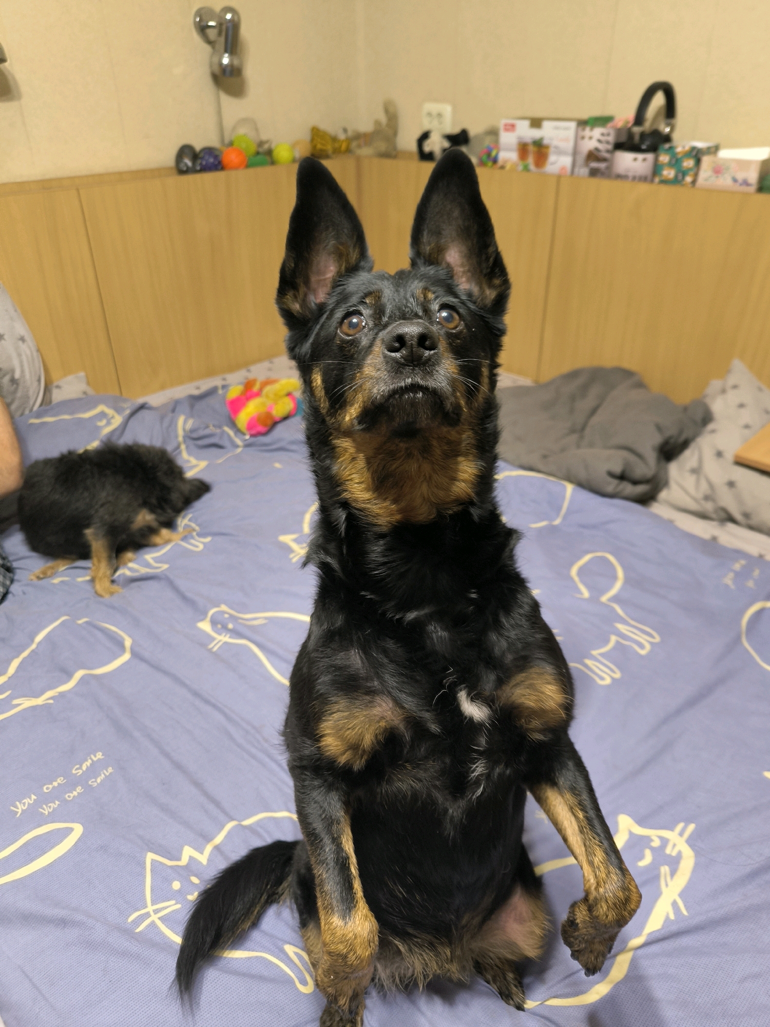 A black and tan dog is sitting upright on a bed with a purple comforter patterned with yellow cartoon cats and text. The dog's front paws are resting on its knees, and its head is tilted upwards, with large ears standing straight up. The dog has brown eyes and a wet nose. In the background, a second, smaller black dog is lying down on the bed. Further back, a shelf unit is visible, with various items including toys, boxes, and what appears to be a faucet. The room has wooden walls and cabinetry. The image appears to have been taken indoors, likely in a residential setting. There is no visible indication of the city of Mykolaiv, Ukraine.