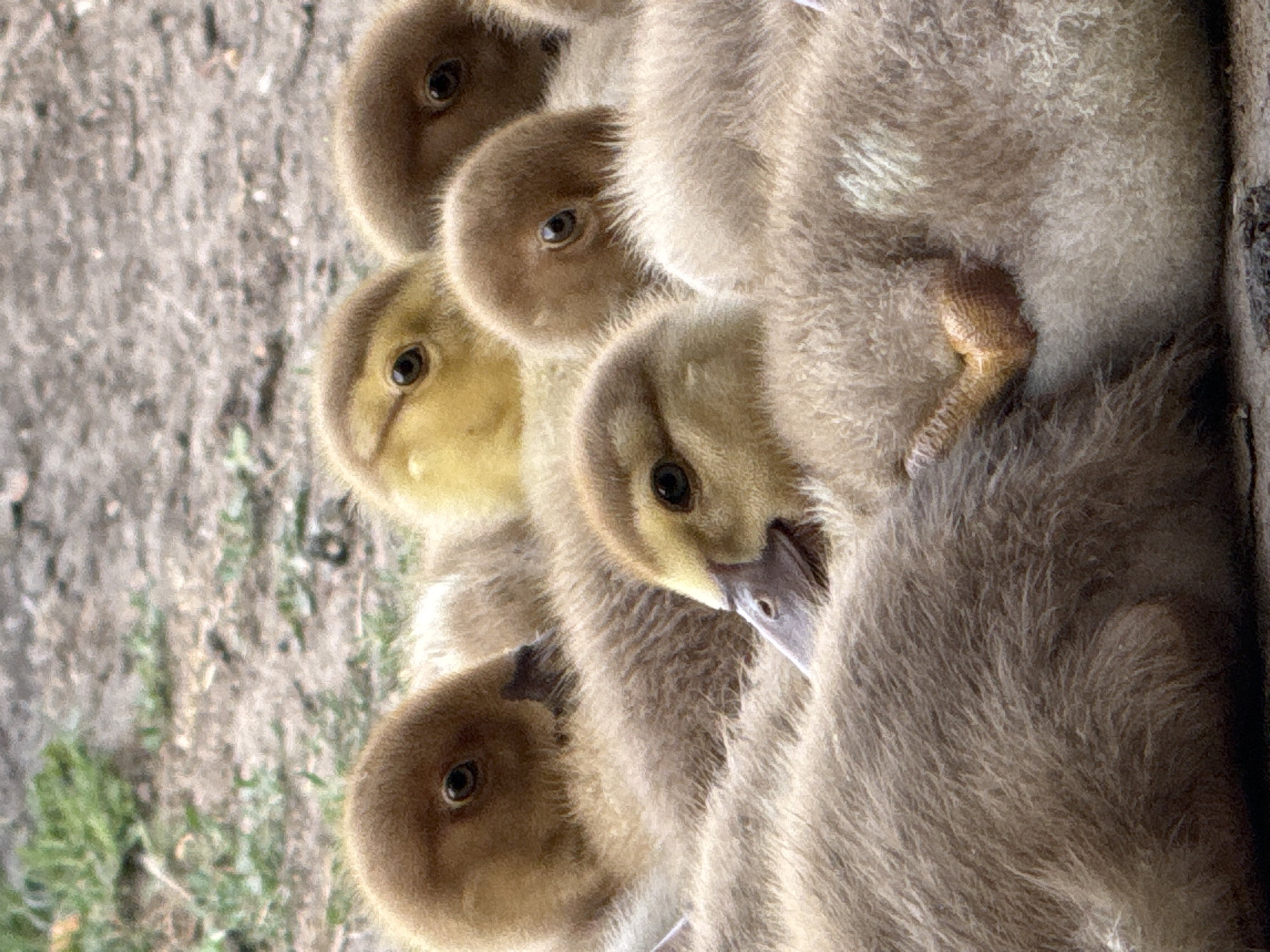 In an outdoor environment with a dirt and grass background, a group of ducklings huddles together. The ducklings are covered in fluffy downy feathers, varying in shades of brown and yellow. Their small, dark eyes are visible, and some have their beaks partially obscured by their feathers or the bodies of other ducklings. The lighting suggests it is daytime. The image does not provide any clues regarding the specific location within a city.