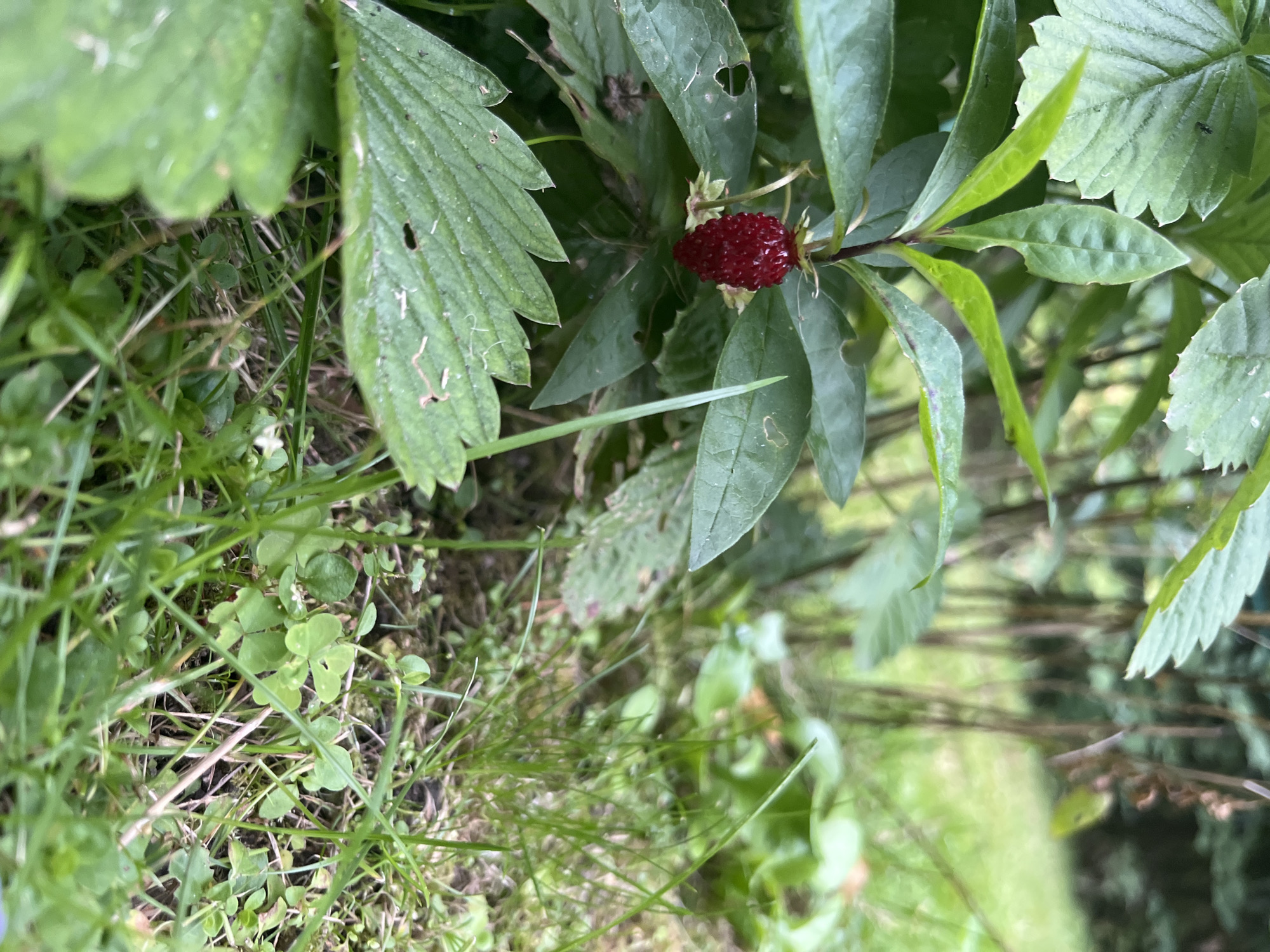 In Tarasovka, Russia, a wild strawberry is the focal point of the image, suspended from its stem amidst lush green foliage. The strawberry, a vibrant red, is plump and appears ripe, its surface textured with tiny drupelets. It is surrounded by large, serrated green leaves, some of which show signs of natural wear, such as small holes and browned edges. The background is a soft blur of more greenery and earthy tones, suggesting a natural outdoor setting, possibly a garden or a wooded area. The lighting is natural and diffused, highlighting the berry and the immediate plant life. There are no people or animals visible in the frame.