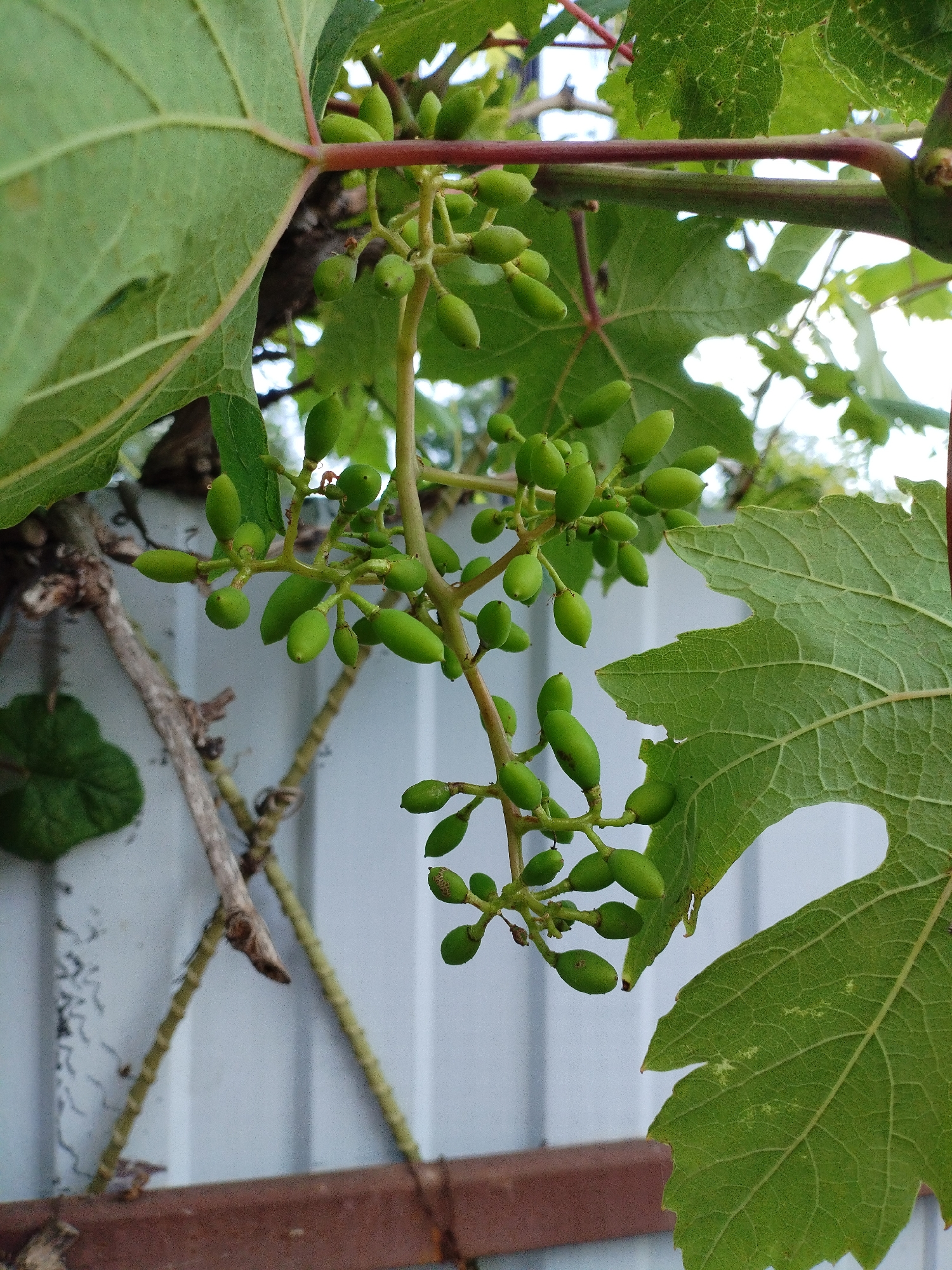 A close-up shot captures a cluster of unripe green grapes on a vine, hanging against a light blue, corrugated fence. The grapes are small and oblong, clustered together on thin stems. Large, green grape leaves with prominent veins are visible, one of which has a distinctive lobed shape and a torn edge. A thick, reddish-brown vine wraps around in the upper portion of the frame, while thinner, dry branches of what appears to be the same vine hang diagonally in the background. The scene is outdoors, with hints of bright sky visible through the leaves. The lighting suggests it is daytime. The location is Vinogradny, Russia, but no specific landmarks or textual information are present in the image to further refine the location. The image focuses on the natural elements of the grape vine, with the fence serving as a simple backdrop. There are no people, and the overall mood is serene and focused on the details of the developing fruit and foliage.