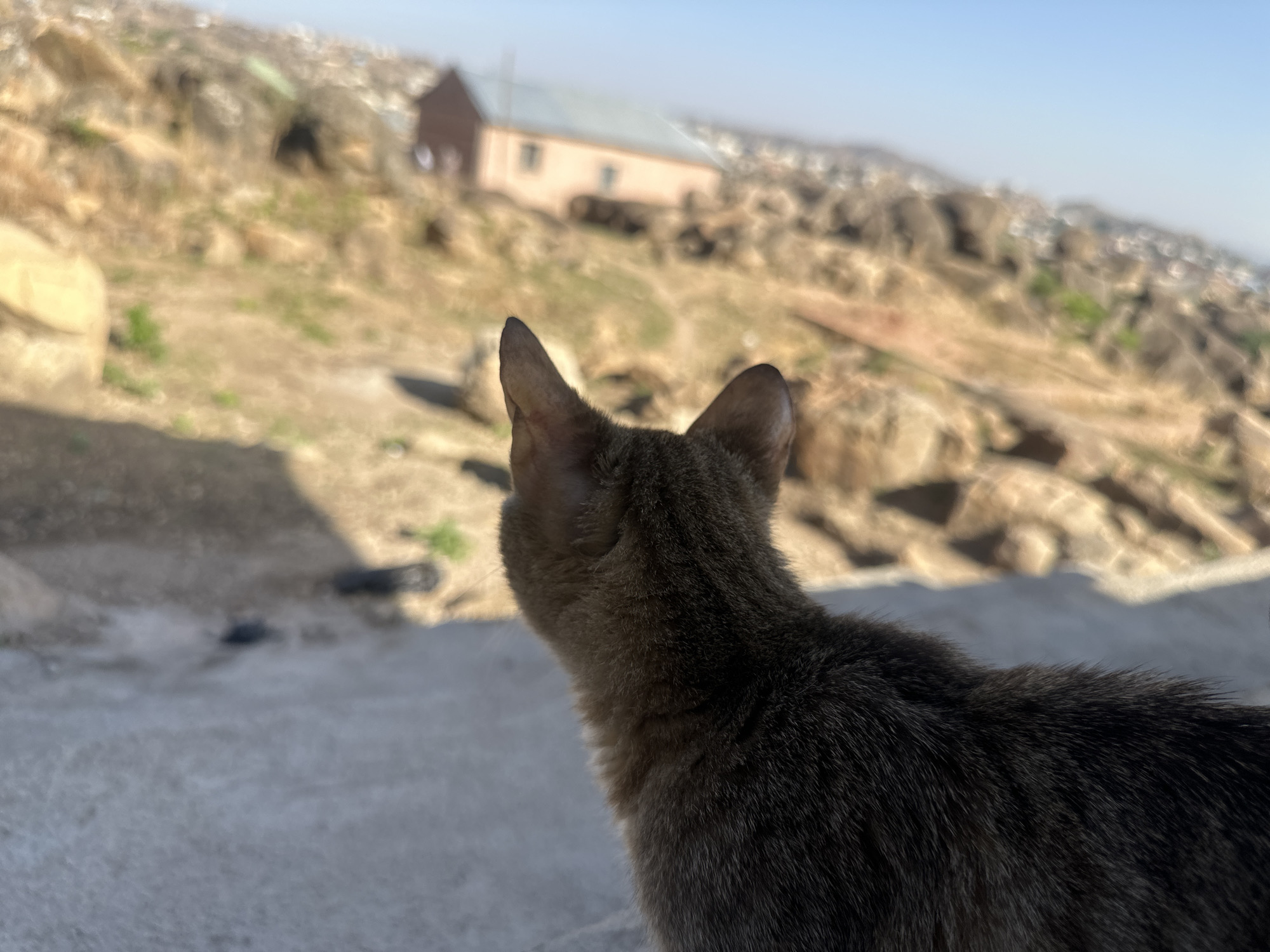 A cat faces away from the viewer, looking out over a landscape in Jos, Nigeria. The cat is gray and brown, with pointed ears. In the background, a building with a pinkish hue and a gray roof sits amidst rocky terrain and sparse vegetation. A cityscape is visible in the far distance under a clear sky. The foreground surface is gray and appears to be concrete.
