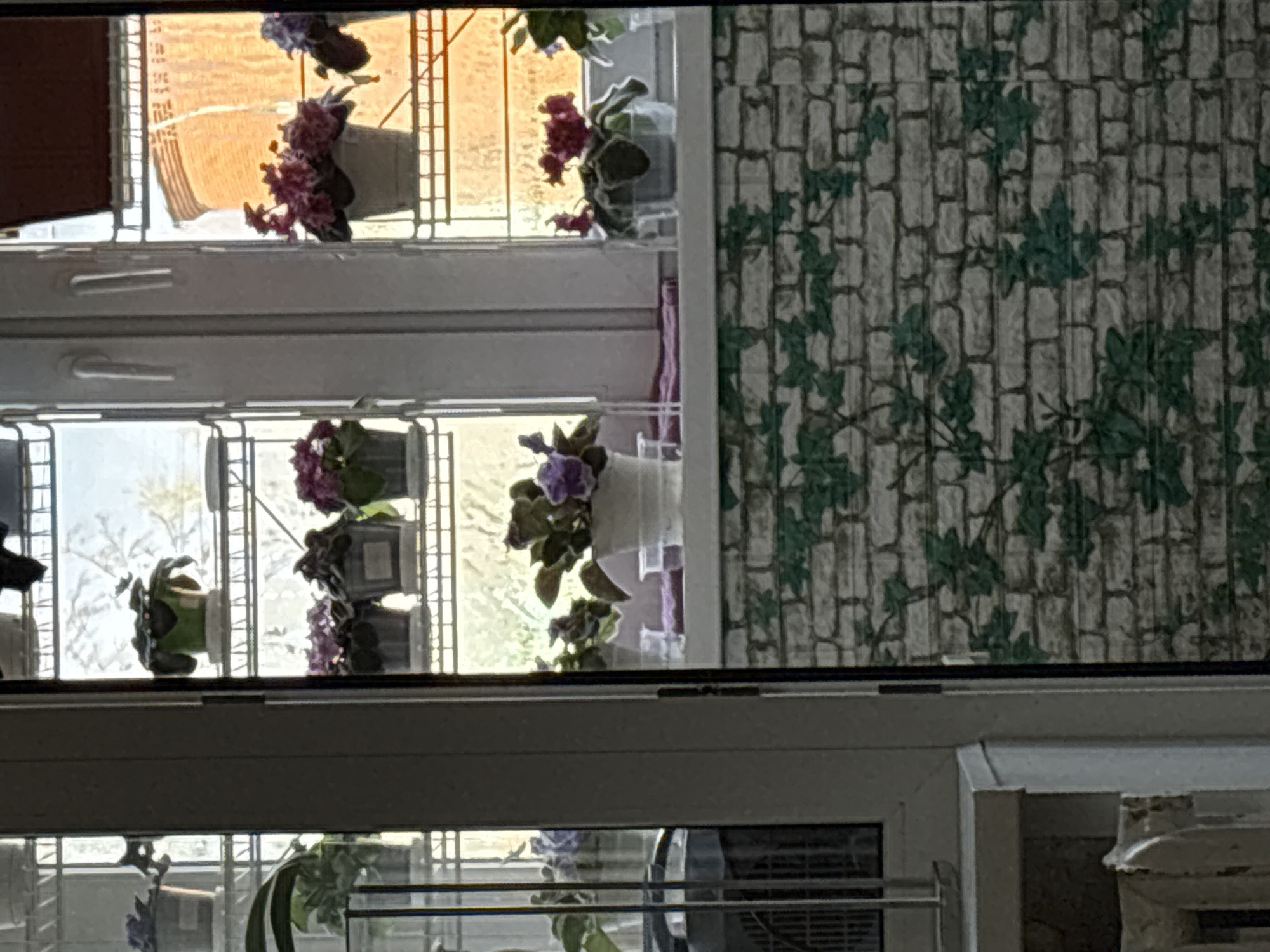 The image shows a window with multiple potted plants on shelves. Outside the window, there is a view of what appears to be another building, likely in an urban setting. Inside, the wall next to the window is covered in wallpaper with a pattern resembling brick and vines. The plants in the pots are African violets, with visible purple and pink flowers. The location is Klin, Russia.