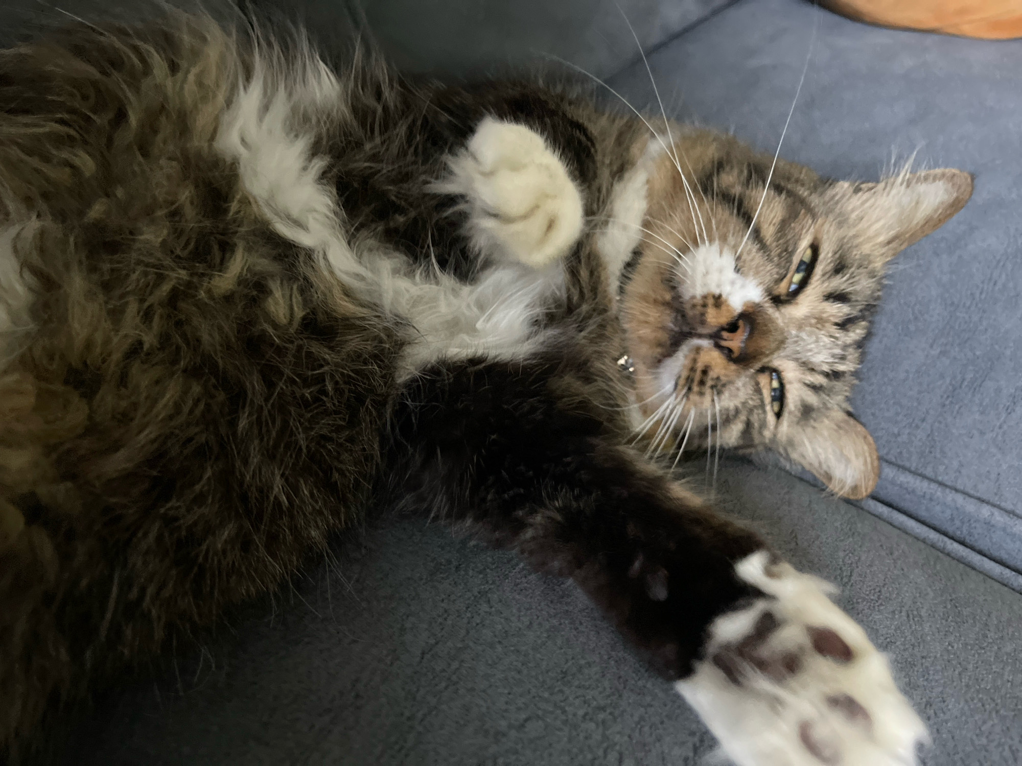 A long-haired tabby cat is lying on its back on a gray sofa, with its paws extended and one hind leg curled up. The cat's eyes are open and looking towards the camera, and its mouth is slightly open. The cat has brown, black, and white fur, with a white chest and paws. The background is a blurry gray sofa. The image was taken in Kuala Lumpur, Malaysia.