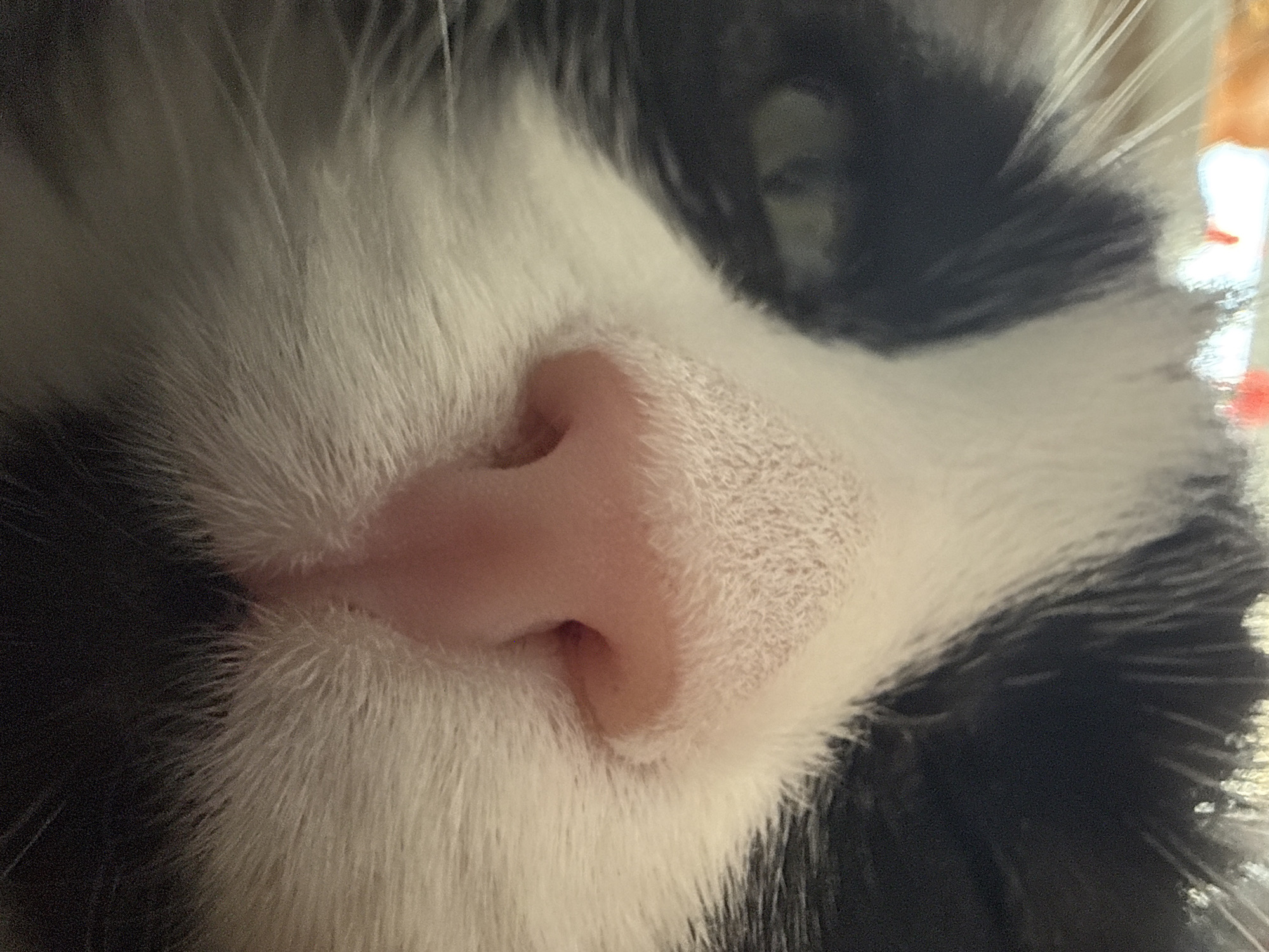 A close-up image shows a pink cat nose surrounded by black and white fur. There is no indication of the location being Khimki, Russia. No people, actions, interactions, or other objects are visible. The environment is limited to the immediate vicinity of the cat's nose and fur.