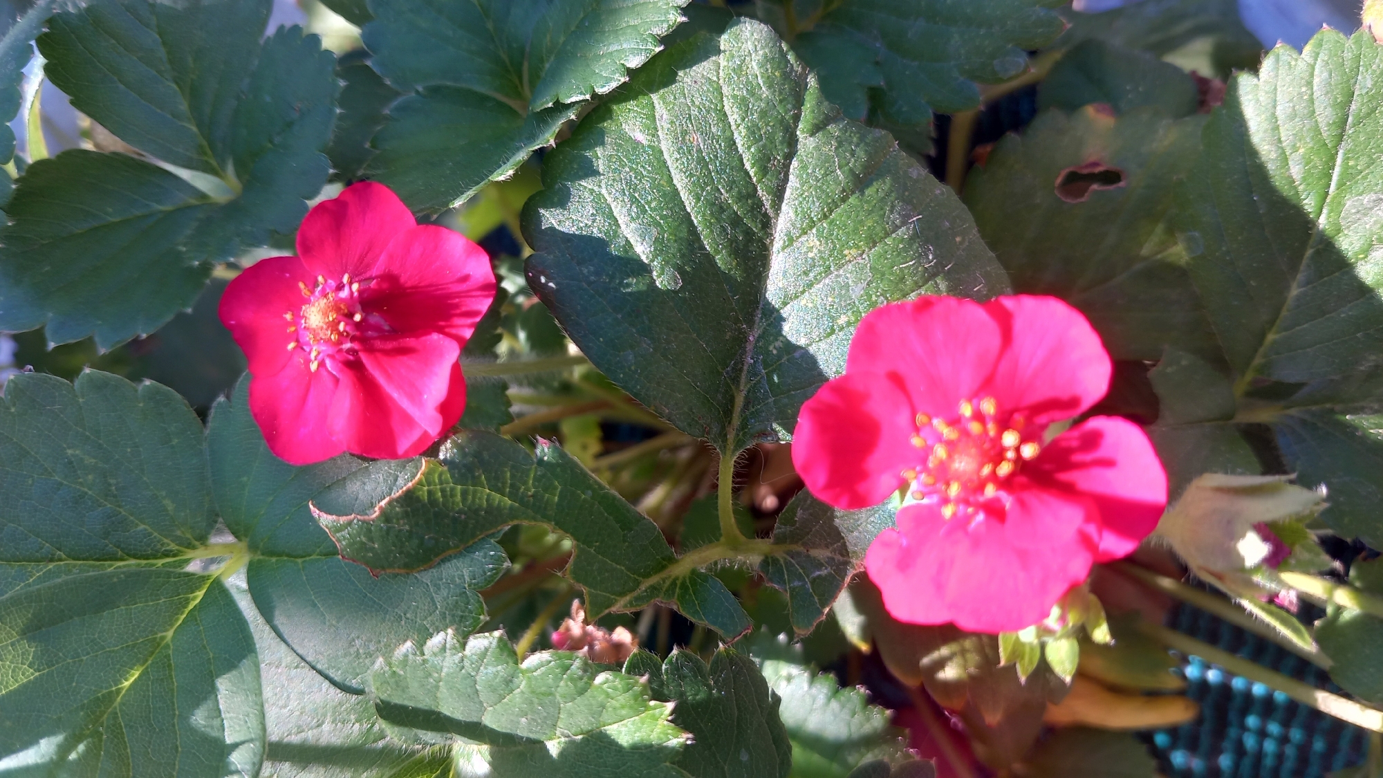 This is a close-up, vertically oriented photograph of two bright pink strawberry flowers in bloom, surrounded by vibrant green strawberry leaves. The flowers, positioned one above the other, are in focus, with their delicate petals and yellow centers clearly visible. The leaves are textured and veined, with some showing signs of wear, such as small holes and ragged edges. Sunlight dapples through the foliage, creating areas of light and shadow. The background is softly blurred, suggesting a garden setting. There is no indication of the specific location within Άγιος Νεκτάριος, Greece, beyond it being an outdoor environment suitable for strawberry cultivation. No people or actions are depicted.