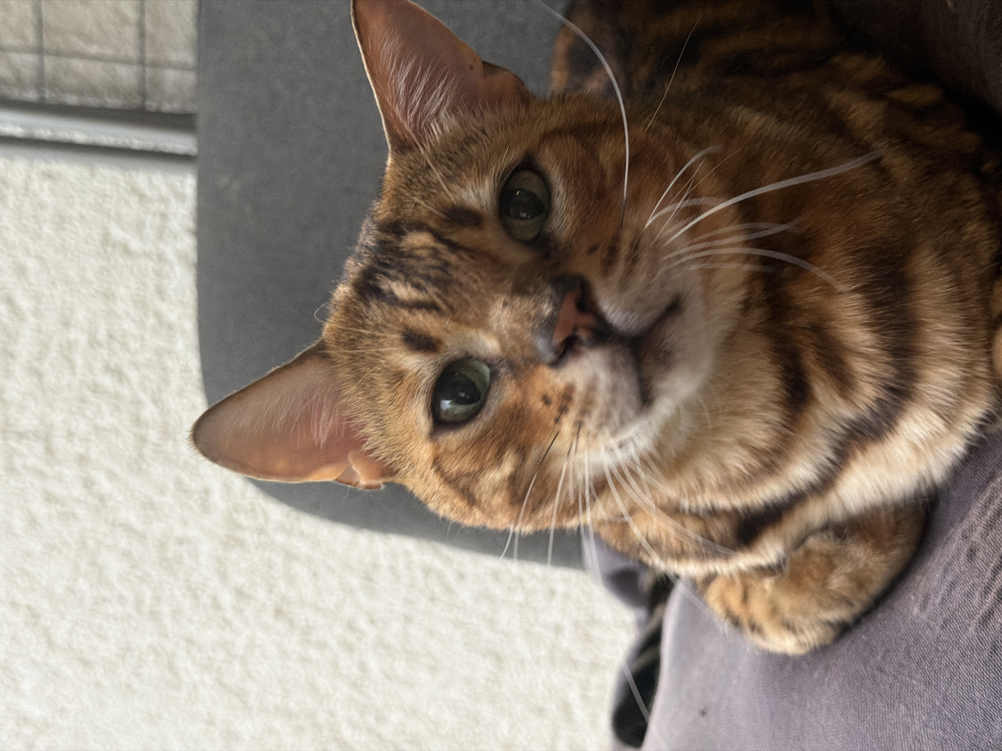 A Bengal cat with green eyes and a brown and black striped coat is shown in a close-up shot, resting on a dark gray cushion. The background is out of focus, showing a textured white wall and a glimpse of a dark gray chair. The lighting suggests an indoor setting, possibly a home. There is no information about the location in Garmisch-Partenkirchen, Germany, or any human presence.