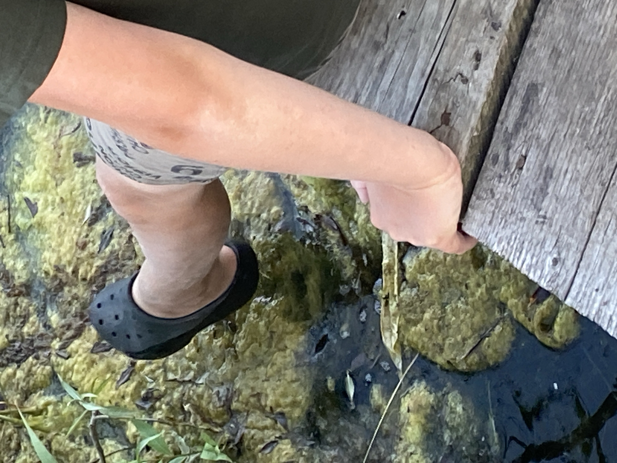 The image shows a close-up of a person's legs and arm. The person is wearing dark green shorts and a black Croc shoe. Their arm is resting on a wooden surface. The background consists of murky, greenish water with some plant life. The scene appears to be outdoors, possibly near a body of water. The lighting suggests it is daytime. There is no visible text in the image. The overall impression is of a casual, outdoor setting.