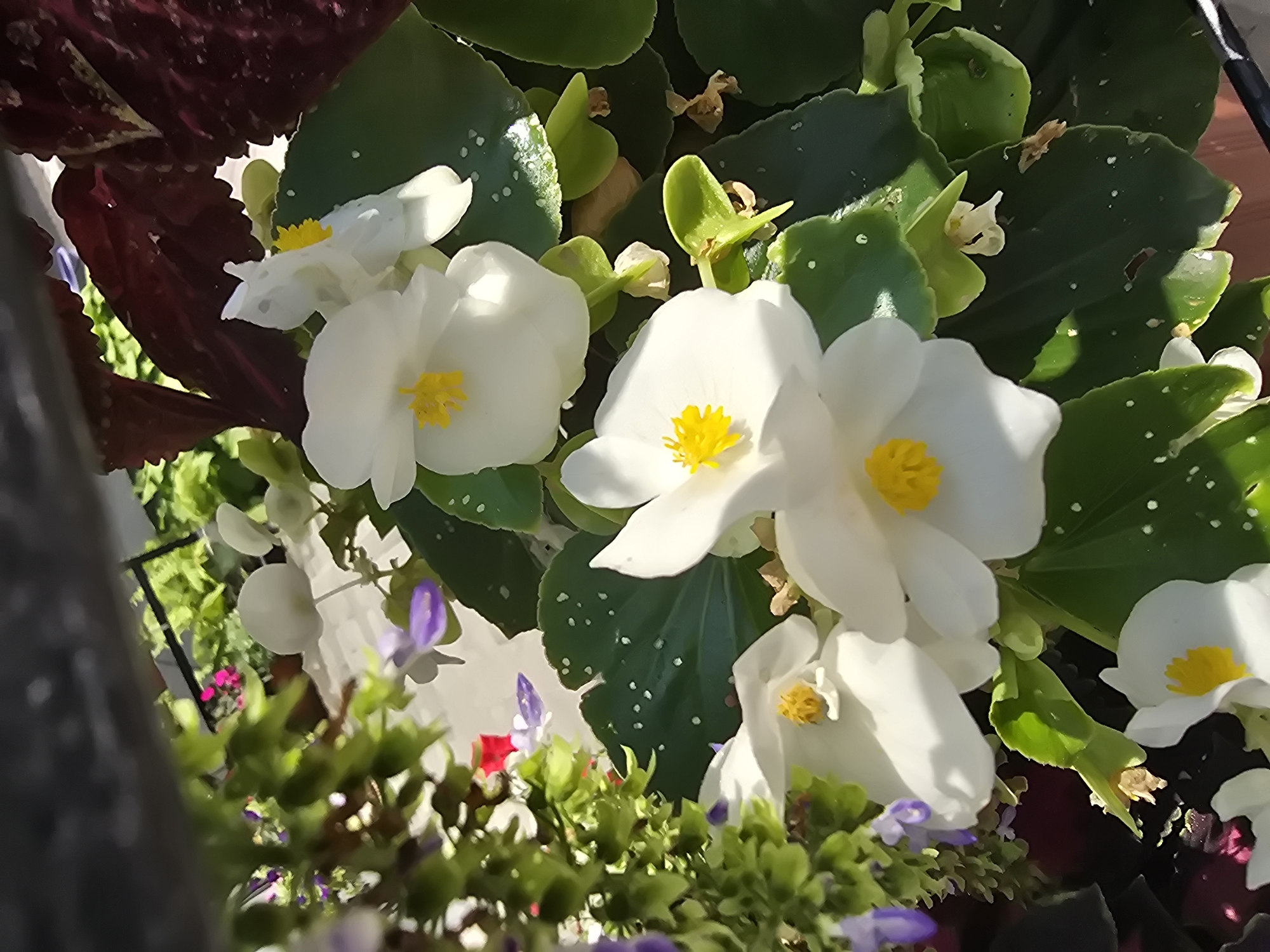 The image shows a close-up view of white begonia flowers with yellow centers, set against dark green leaves with white speckles. In the background, out of focus, are other plants including some with pink flowers and foliage of a reddish-purple hue, as well as some purple flowers. The overall scene suggests an outdoor setting, possibly a garden or a balcony, with a hint of artificial structure like a dark railing or border visible at the top. The lighting suggests it is daytime. No people are visible in the image. The specific location in Sofiivska Borshchahivka, Ukraine, cannot be determined from the visual information provided in the image itself.