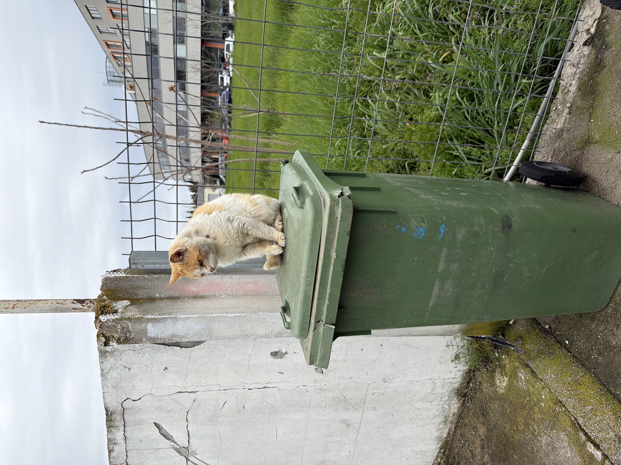 An orange and white cat is perched on the green lid of a garbage can, which is set against a cracked white concrete wall. Behind the bin and wall is a metal wire fence, separating the area from a grassy lawn. In the distance, beyond the lawn, there is a building and several parked vehicles. The area appears to be an outdoor urban or suburban setting.