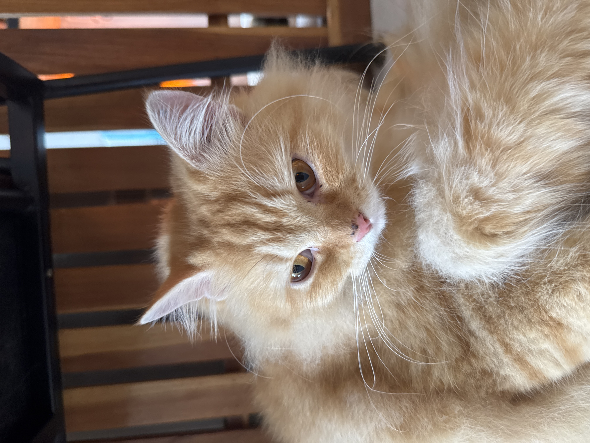 A close-up, overhead shot shows an orange tabby cat lying down. The cat is fluffy with long, ginger fur. Its eyes are golden-brown and it is looking to the right of the frame. The cat's nose is a soft pink, and it has long white whiskers. The cat's ears are visible, one slightly more prominent than the other, with fine white hairs. The background is out of focus, revealing horizontal wooden planks and what appears to be a dark metal structure. The lighting suggests it might be daytime, but no specific time or weather conditions are apparent. There is no visible text in the image.