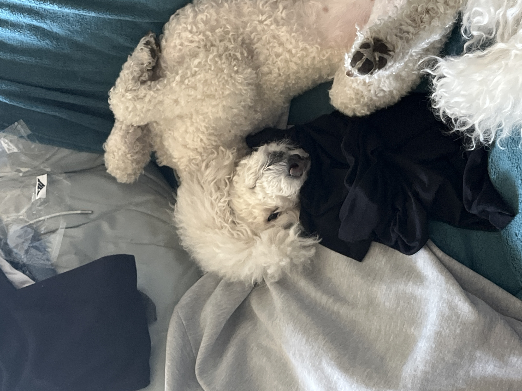 A white curly-haired dog is lying on a pile of clothing. The clothing consists of a black shirt, a gray sweatshirt, and a plastic bag. The dog appears to be sleeping. The background consists of a blue blanket. The location is unspecified.