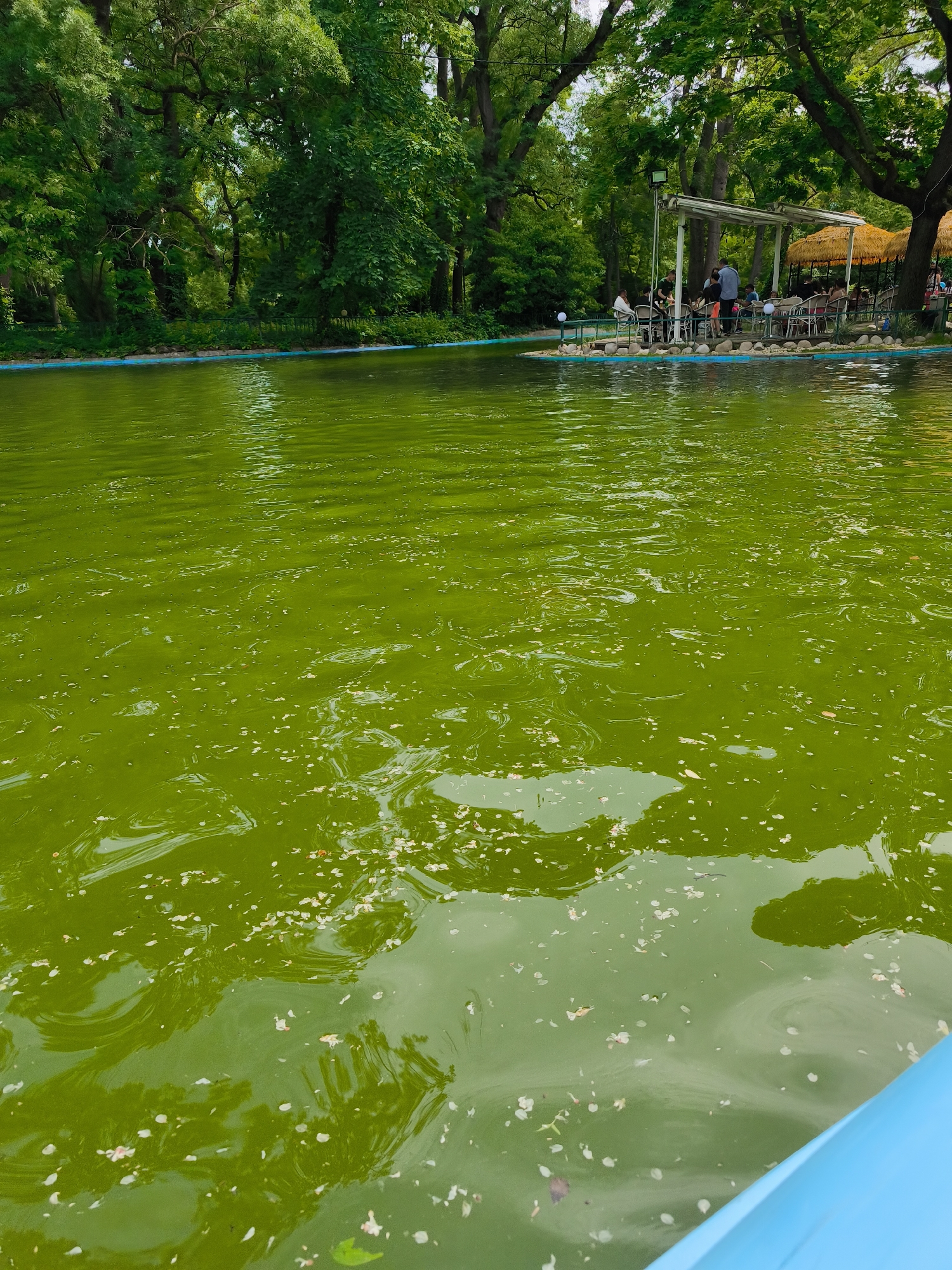 The image depicts a green pond or lake, possibly in a park setting. A cafe or covered seating area is located on a small island or peninsula extending into the water. Several people are seated at tables, appearing to be patrons of the cafe. The water is a vibrant green color, and scattered leaves or petals float on the surface. Trees surround the pond, creating a shaded environment. The location is in the city of Unknown, Unknown.