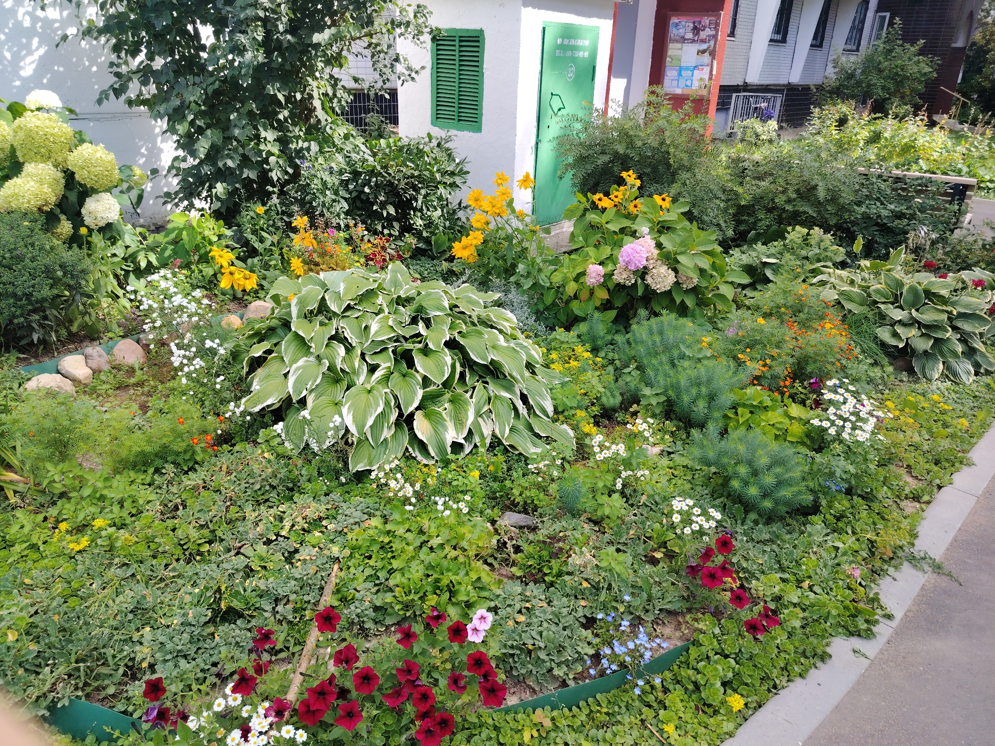 The image depicts a vibrant flowerbed located in Zelenograd, Russia, adjacent to a building with white walls and a green shuttered window. The flowerbed is a dense arrangement of various plants and flowers, including large-leafed hostas with white and green variegation, clusters of white and light pink hydrangeas, bright yellow daisy-like flowers, and numerous smaller red petunias and white daisies. Green foliage forms the base of the arrangement, with some plants trailing towards the sidewalk. A grey concrete curb separates the flowerbed from an asphalt surface. The background shows a portion of the building with a green metal door, a window, and a white wall with shadows cast by trees. The overall scene is a well-maintained urban garden display.
