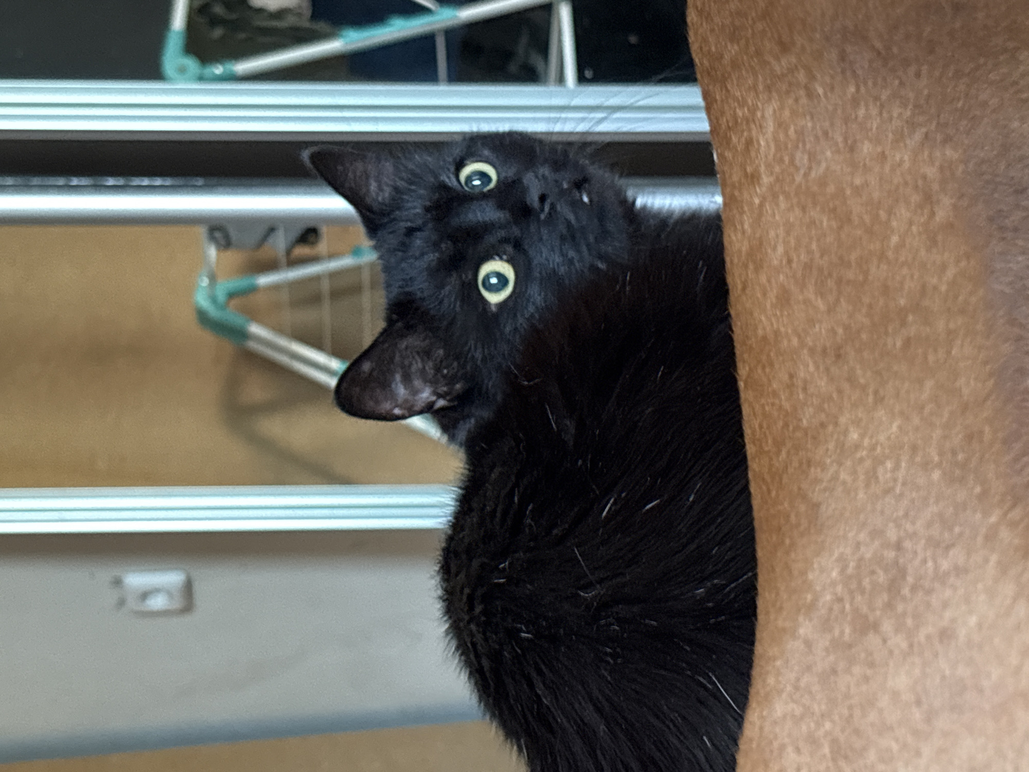 A black cat with yellow eyes looks alertly to the right, positioned on top of a tan-colored surface, likely a dog's back. The background is blurred, showing a wall with a light switch, a full-length mirror reflecting two green and silver drying racks, and wooden paneling. The image is indoors, possibly in a residential setting in Rostov-on-Don, Russia.