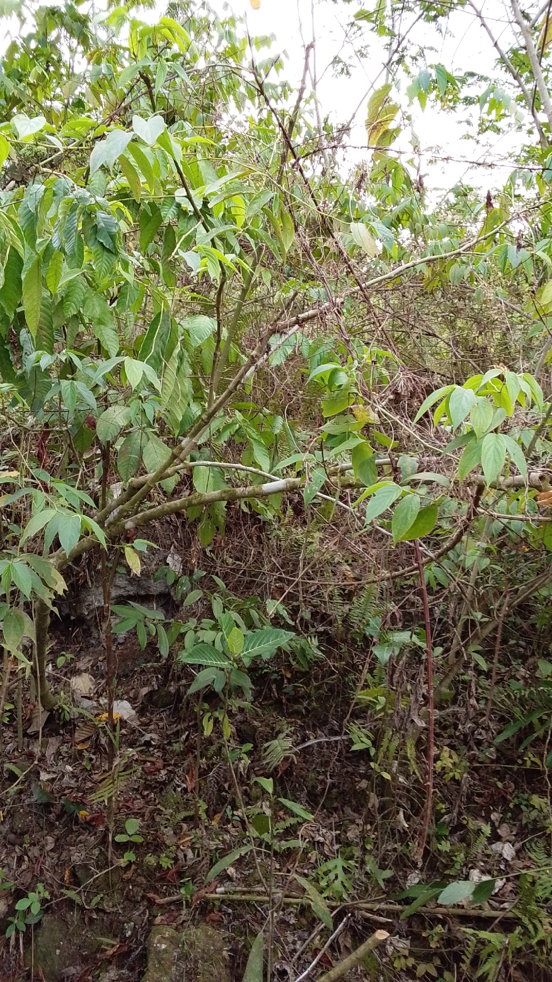 A dense, overgrown jungle scene is depicted, characteristic of the rural landscape found in Cintakarya, Indonesia. The foreground is filled with a tangle of green foliage, consisting of various plants, shrubs, and tree branches. Sunlight filters through the leaves, creating dappled light and shadow effects on the forest floor, which is covered with fallen leaves and debris. The overall impression is one of untamed nature, suggesting a location away from urban development and immersed in the lush vegetation typical of the Indonesian countryside. There are no people or visible structures in the image.