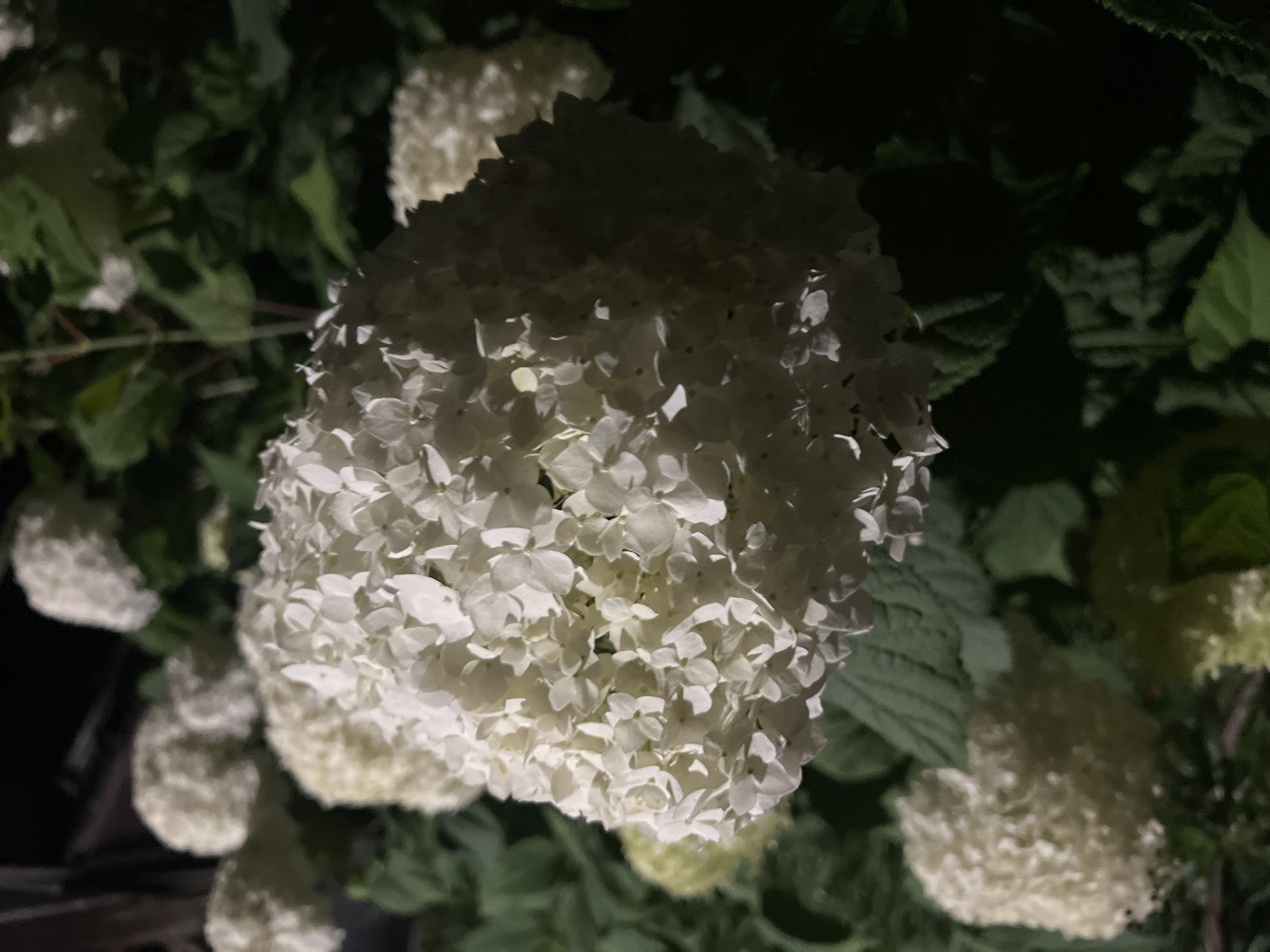 The image shows a close-up of a cluster of white hydrangeas against a dark, leafy background. The hydrangeas are in full bloom, with many small, delicate flowers forming a large, rounded inflorescence. The lighting suggests it is nighttime or a very dimly lit area, with some parts of the flowers illuminated, creating highlights and shadows. The background consists of dark green leaves and some out-of-focus flowers, hinting at a garden or natural setting. There is no indication of the city of Suhl, Germany, or any people or specific actions within the scene.