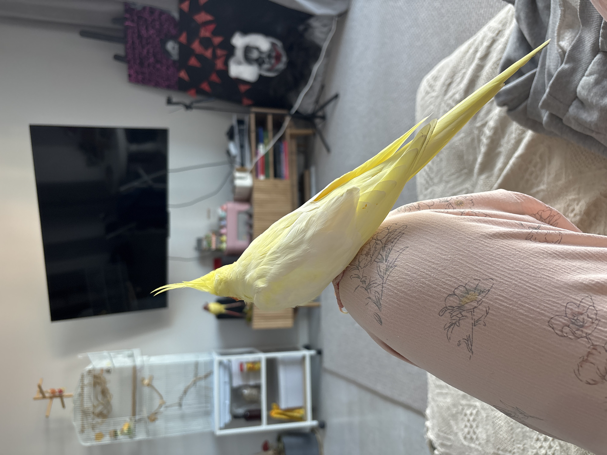A yellow cockatiel perches on a person's arm. The person is wearing a pink floral-patterned shirt. In the background, there is a television, a bookshelf, and a birdcage. The location cannot be determined from the image, but it cannot be determined to be in Krasnoyarsk, Russia.