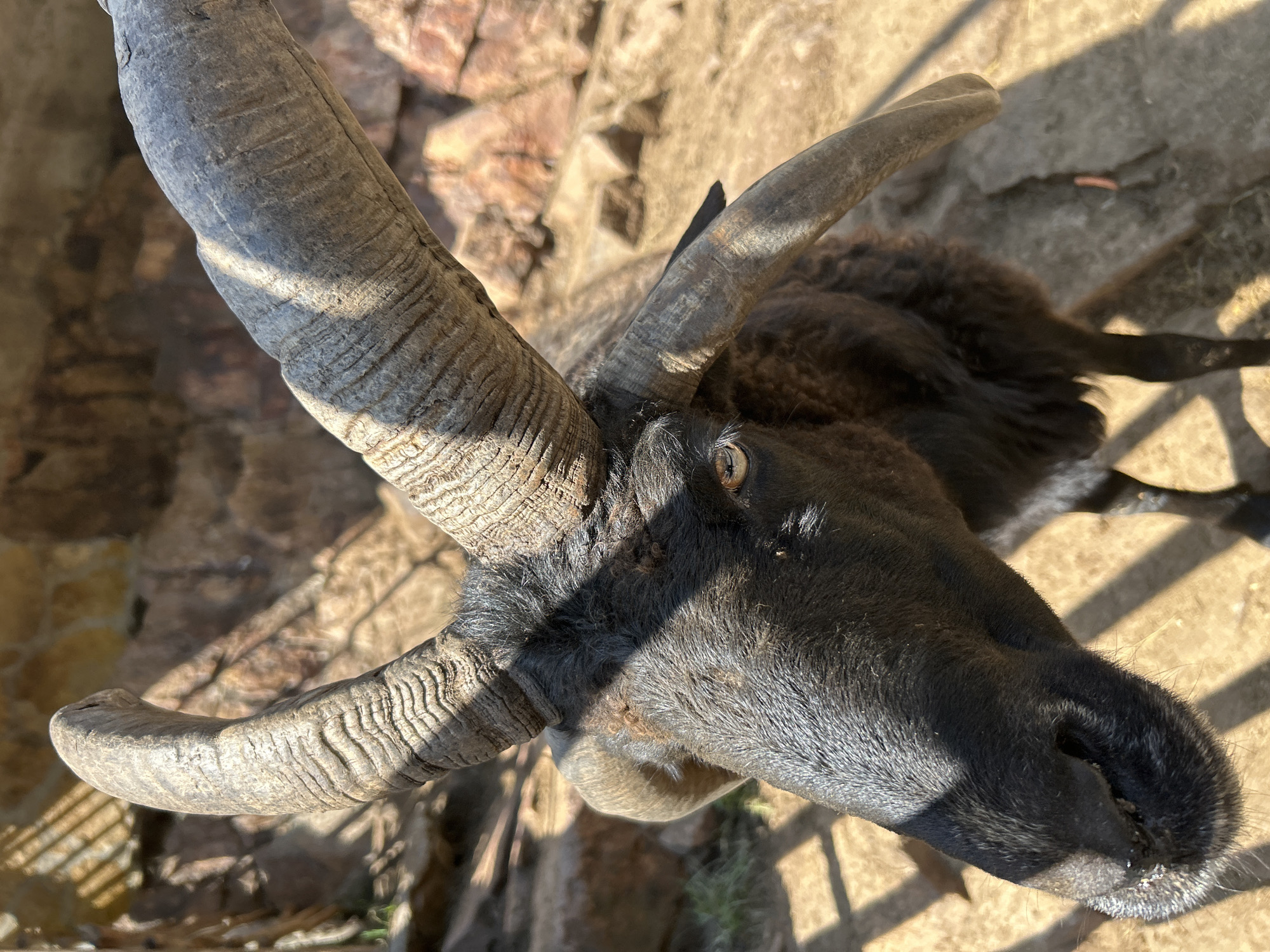 The image shows a close-up of a black goat with large, ridged horns. The goat is outdoors in an enclosure, with rocky terrain and some vegetation visible in the background. The ground is sandy or dusty, and there are shadows cast by a fence or enclosure structure. The goat's fur appears somewhat shaggy, and its eye is visible, looking towards the camera. The overall lighting suggests it is daytime with bright sunlight. The location in the city of Krasnyy Kurgan, Russia, is not discernible from the image itself.