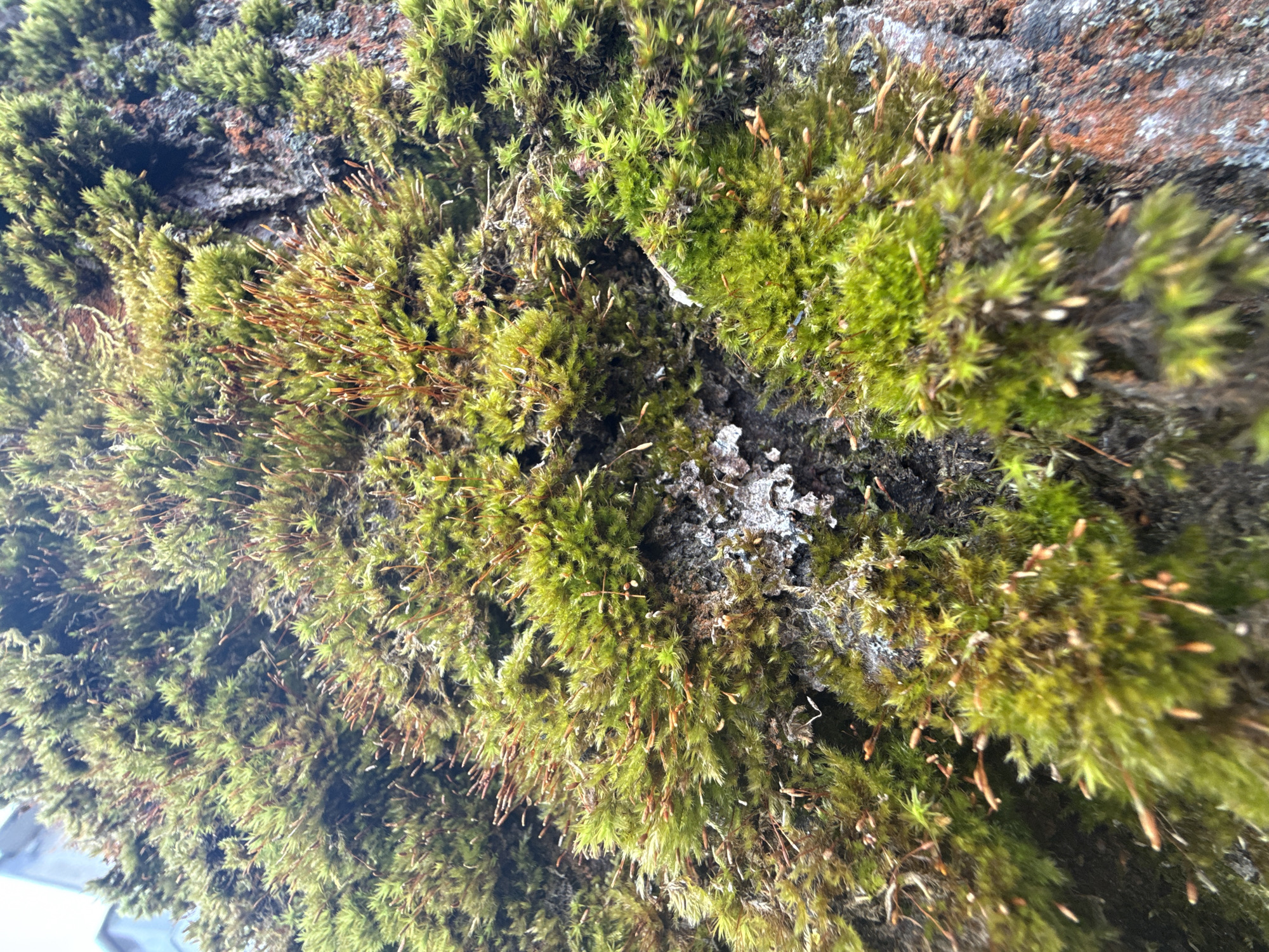 The image shows a close-up view of moss growing on a rough, textured surface, likely tree bark or rock. The moss is predominantly green with some brownish-orange spore capsules emerging from the green vegetation. There is also lichen. The location in Dmitrov, Russia is not apparent from the image alone.