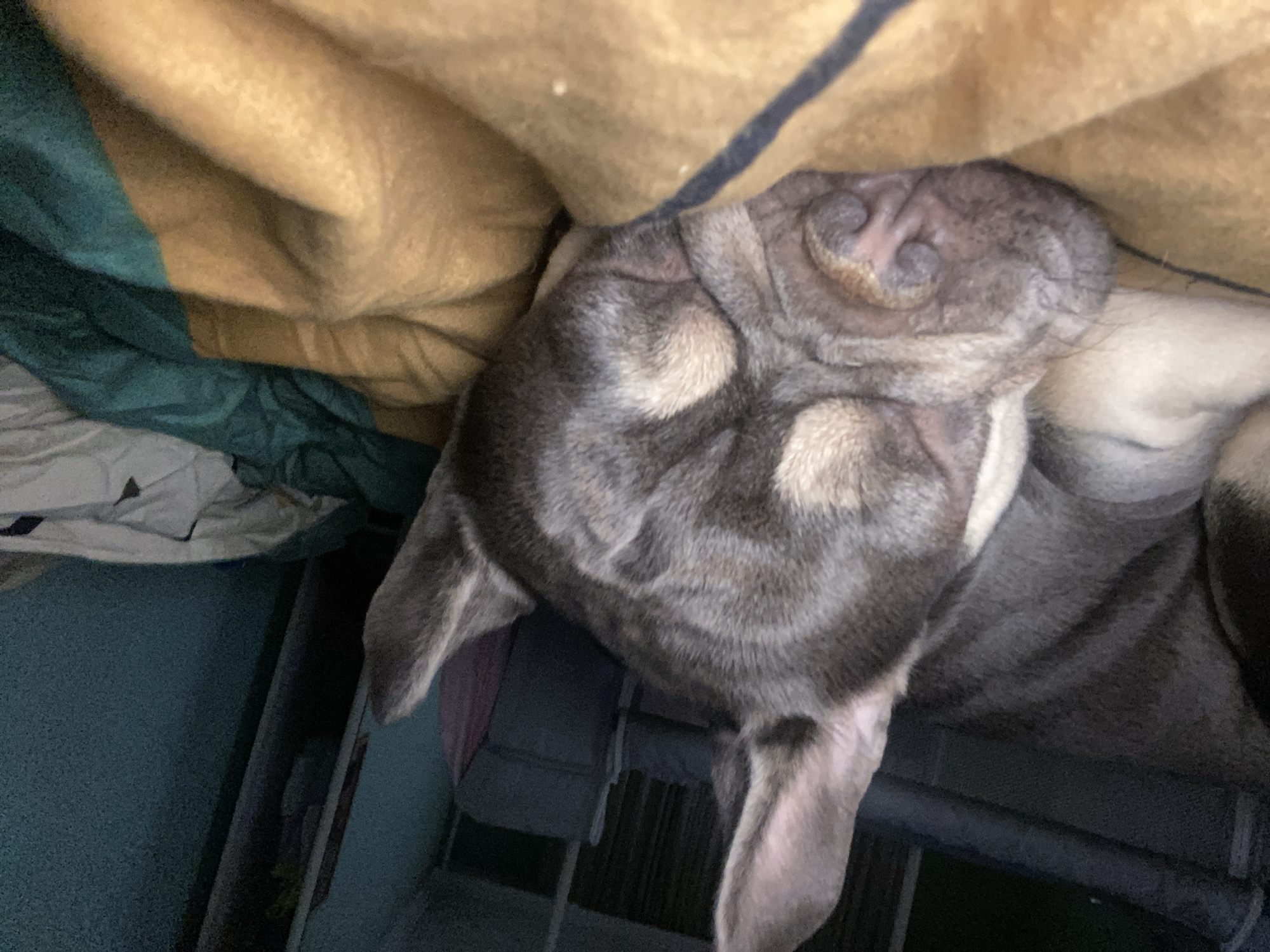 A close-up, eye-level shot captures a gray and white French bulldog sleeping soundly on a blanket. The dog's eyes are closed, and its face is resting comfortably on the textured surface. The blanket is a mix of tan and dark green colors. In the background, blurred out, is a room with what appears to be a bed or sofa. The lighting is dim, creating a cozy and peaceful atmosphere. The image is foreshortened due to the close-up angle of the dog.