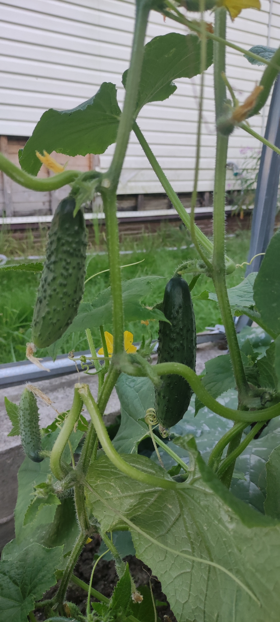 The image shows a close-up view of cucumber plants growing in a greenhouse. Several cucumbers of varying sizes are visible, attached to their stems and vines. The plants have green leaves and tendrils, and at least one yellow cucumber flower is present. The background includes the white siding of a building and some greenery. The scene appears to be in an outdoor garden or agricultural setting, likely at Московский Ветеран Снт, Russia. No people are present in the image.