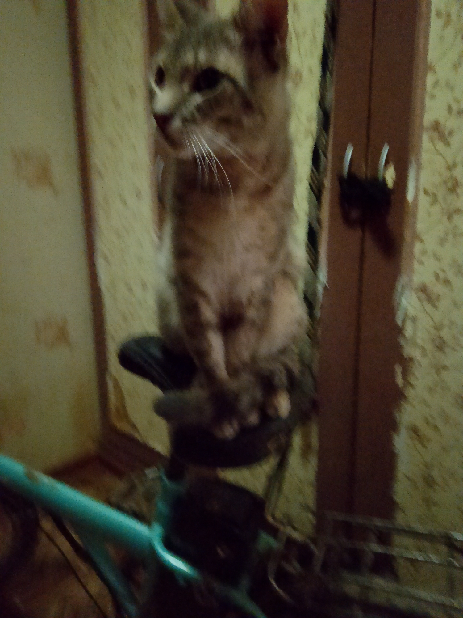 A light-brown, tabby cat with dark stripes is perched on the seat of a turquoise bicycle. The bicycle is positioned in what appears to be an indoor setting, possibly a room or hallway. Behind the cat and bicycle, a wooden door frame is visible, and the wall is covered with light-colored wallpaper featuring a floral pattern. The scene suggests a domestic environment. No specific location in the city of Kovrov, Russia, can be determined from the image.