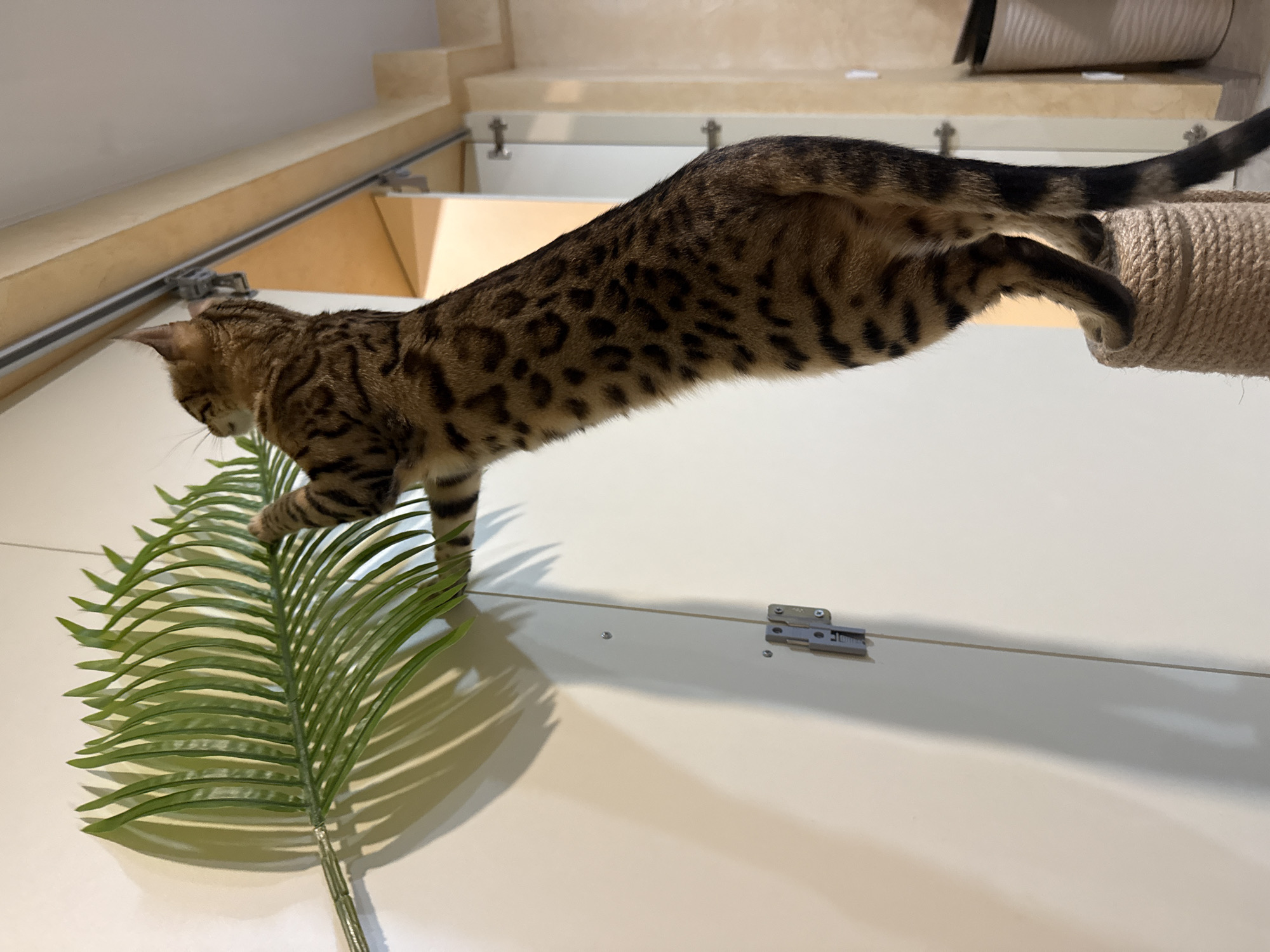 A spotted Bengal cat is captured in mid-air, stretching between a green artificial palm leaf and a rope-wrapped scratching post in an indoor setting. The cat's front paws are gently placed on the fronds of the palm leaf, while its back paws are firmly gripping the sisal rope of the scratching post, suspending its body horizontally. Its fur displays distinct brown and black rosettes and stripes, characteristic of the breed, with a striped tail.
The background consists of clean, light-colored walls and shelving, suggesting a modern interior or a dedicated cat-friendly space. A metal sliding track mechanism is visible mounted on a beige wall higher up, and a small metal latch or hinge is attached to a white surface below. The scene is brightly and evenly lit, casting clear shadows of the cat and the palm leaf onto the surfaces. The palm leaf is a vivid green, and the scratching post is made of natural-toned rope. The perspective is slightly upward-looking, highlighting the cat's agility and the elevation of its activity. No legible text is visible on any of the objects.