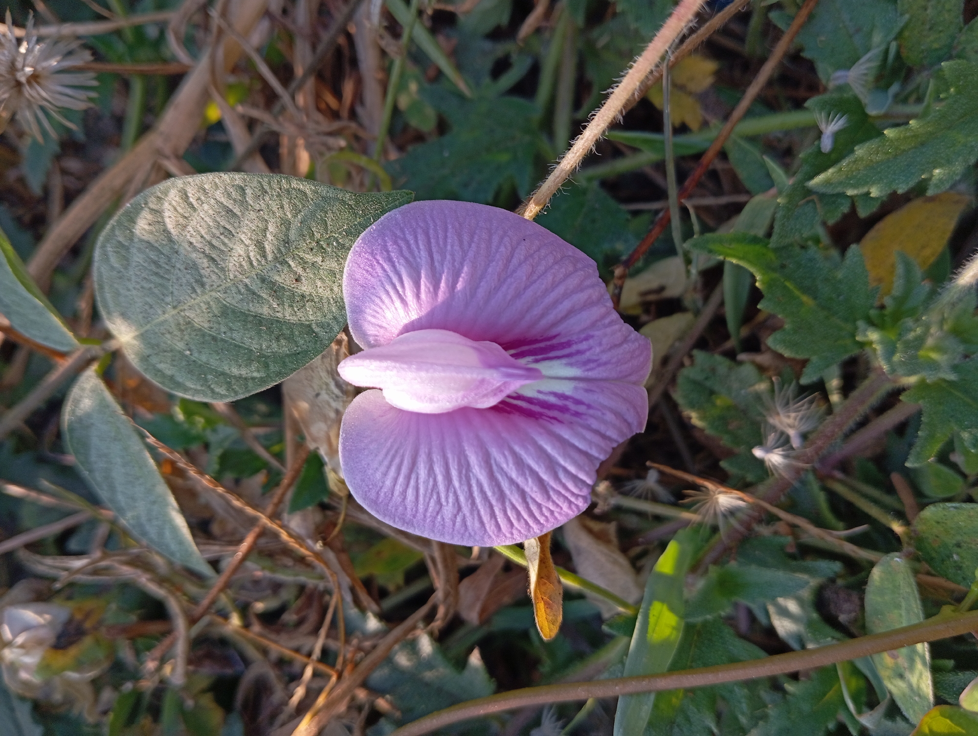 A single, delicate, purple flower with prominent veining is the focal point of this image, positioned centrally against a backdrop of dry grass and green foliage. The flower's petals are fanned out, with a lighter colored center. Sunlight illuminates the scene, casting subtle shadows and highlighting the textures of the plant life. The environment suggests an outdoor setting, possibly a garden or natural area within Sumberrejo, Indonesia, given the vegetation and the warm, natural light. There are no people or animals visible in the image. The overall impression is one of natural beauty captured in a close-up view.