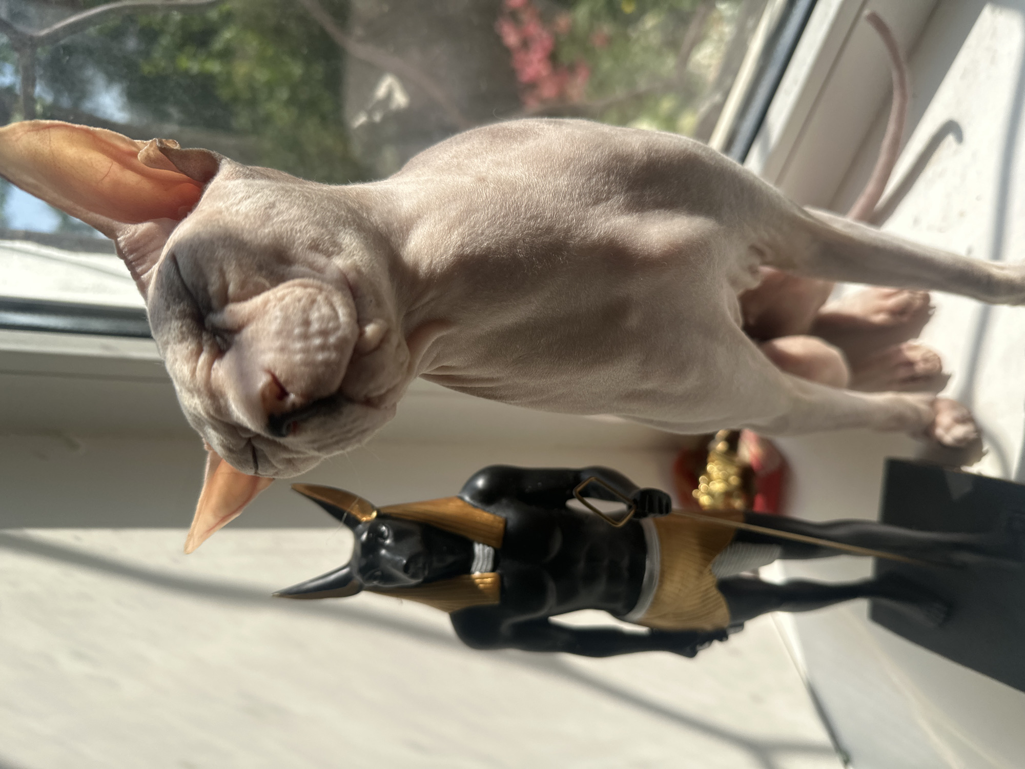 A Sphynx cat is positioned on a windowsill next to a statue of Anubis. The cat is light-skinned and hairless, with its eyes closed and its head tilted back, appearing to be basking in sunlight. The Anubis statue is black with gold accents, depicting the jackal-headed god in a human-like form, holding a staff. The windowsill is white and positioned in front of a window that looks out onto greenery and some pink flowers. The overall scene is bathed in natural light, suggesting it is daytime. There is no indication of the specific location in Togliatti, Russia, beyond the general setting of a window and a windowsill.