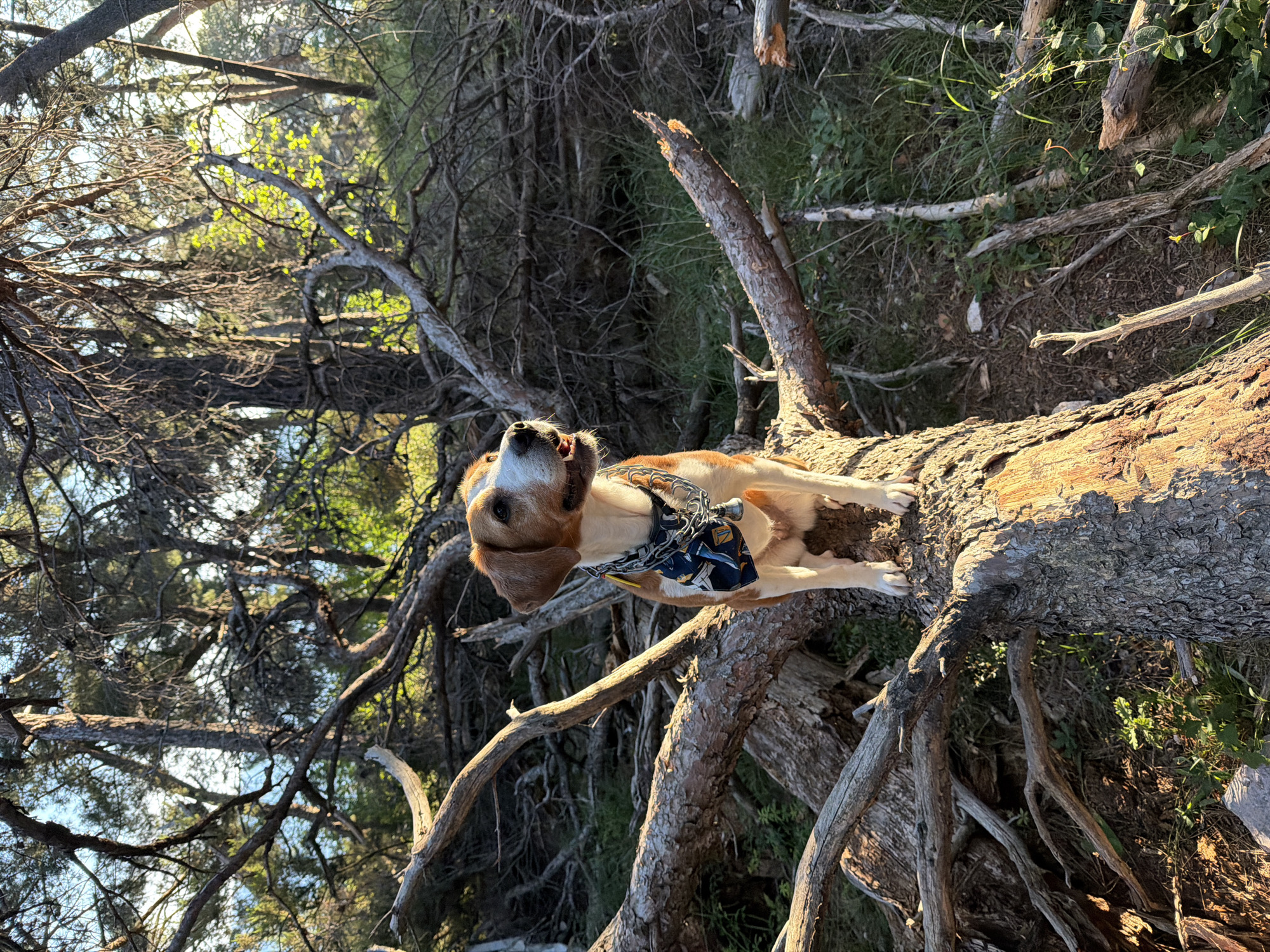 A tan and white dog with a patterned bandana is lying on a fallen tree trunk with exposed roots in an outdoor wooded area. The location is not discernable to be Petrovac na Moru, Montenegro. The background is a mix of green foliage and the bare branches of other trees. The lighting appears to be natural sunlight.