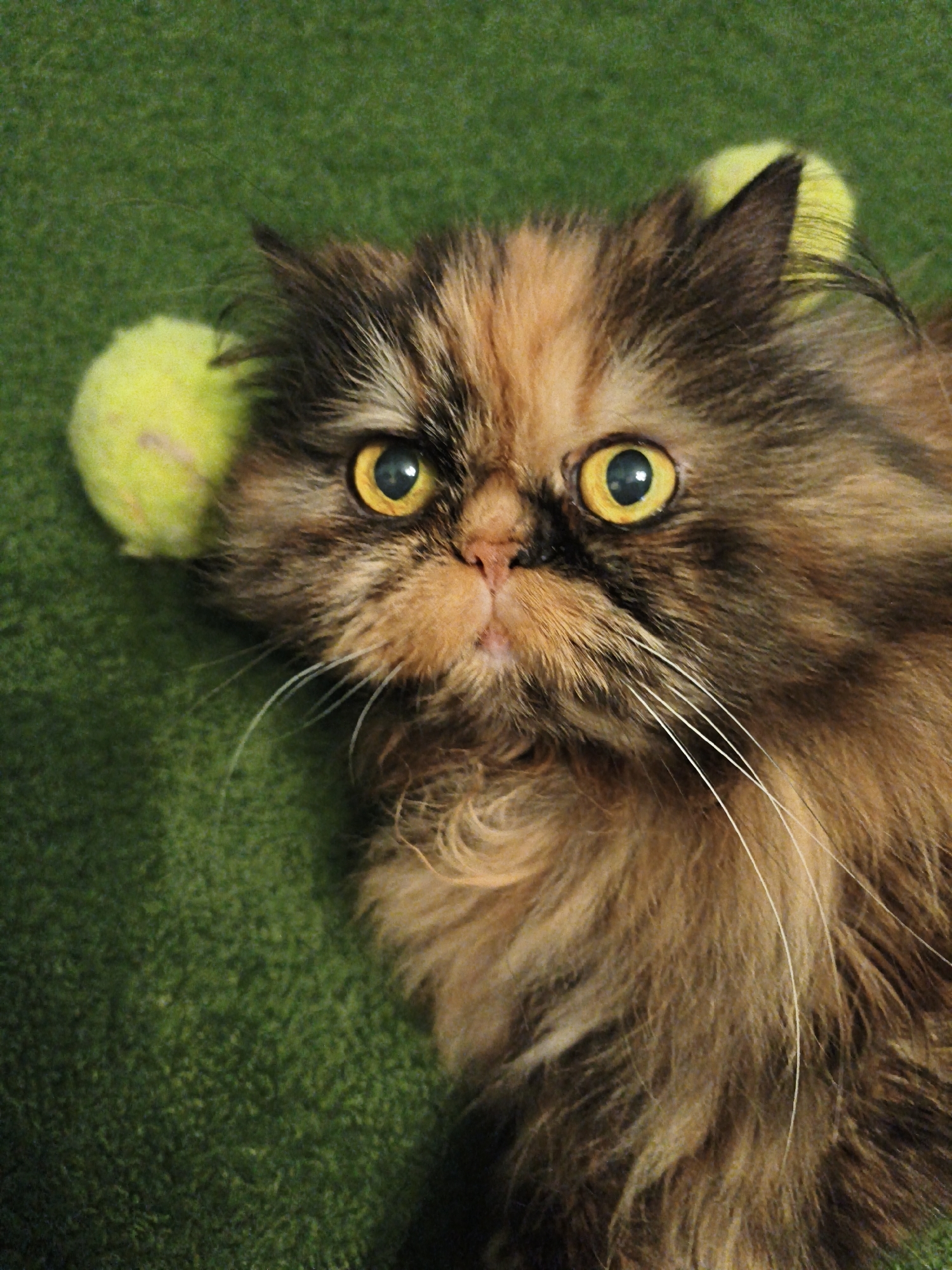 A close-up, eye-level shot captures a tortoiseshell Persian cat lying on a green, fuzzy surface, possibly a carpet or blanket. Two bright yellow tennis balls are visible behind the cat's head, one partially obscured by its fur. The cat's large, round eyes are a striking yellow-gold color, and its face displays a mixture of brown, black, and orange fur. White whiskers extend from its muzzle, and its nose is a soft pink. The background is a solid green, creating a simple backdrop that emphasizes the cat and the tennis balls. The lighting is soft, highlighting the texture of the cat's fur and the fuzzy surface it rests on.