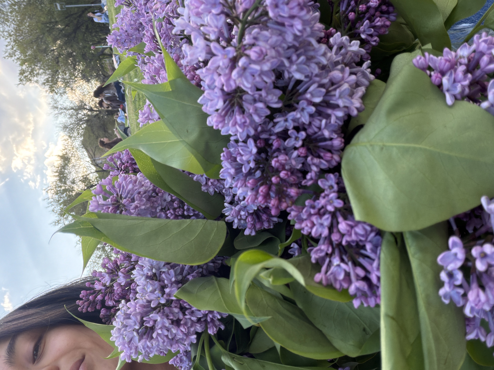 The image captures a close-up of a vibrant bouquet of purple lilac flowers, occupying most of the foreground. The flowers are in full bloom, clustered richly, and interspersed with prominent green leaves. In the bottom left corner, the partial face of a person, likely a woman, is visible, smiling softly, suggesting a selfie or a moment of enjoyment with the flowers.
The background reveals an outdoor scene, appearing to be a park or a large open green space. Several people are visible in the mid-ground, blurred, sitting or lounging casually on the grass, indicative of a relaxed gathering or leisurely activity. Mature trees with green foliage stand further back, while the upper left portion of the image shows a soft, bright sky with scattered clouds. The lighting suggests either late afternoon or early evening, possibly during golden hour, given the warm, diffused quality.
The overall scene conveys a feeling of tranquility and the beauty of nature. The dominant subject is the fresh, abundant lilacs, their purple hues standing out against the natural green of their leaves and the park landscape. No discernible text is visible within the image. The setting is consistent with a pleasant outdoor environment in a city park, aligning with the provided context of Yerevan, Armenia.