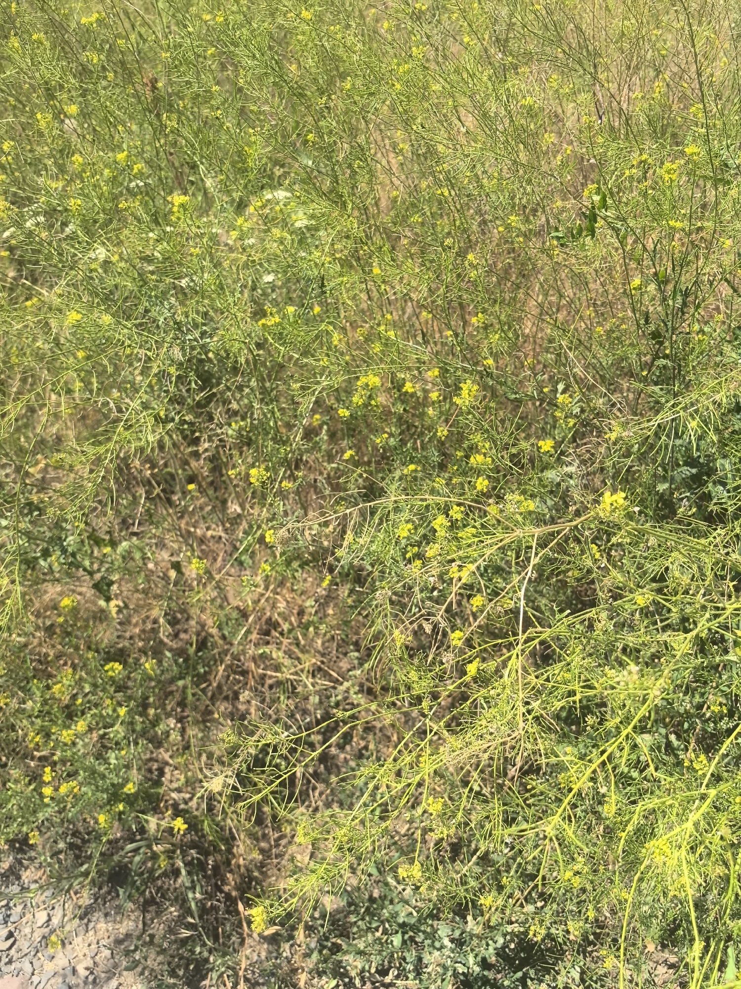 The image is a close-up, high-angle shot of dense, wild vegetation with small yellow flowers. The plants are predominantly green with thin, wiry stems and numerous tiny blooms. The background consists of dry, brown foliage and some patches of darker green ground cover. There are no people, animals, or man-made objects visible in the frame. The scene appears to be an undeveloped area, possibly a field or a roadside verge, within the city of Verkhnetemernitsky, Russia, characterized by its natural, uncultivated flora.