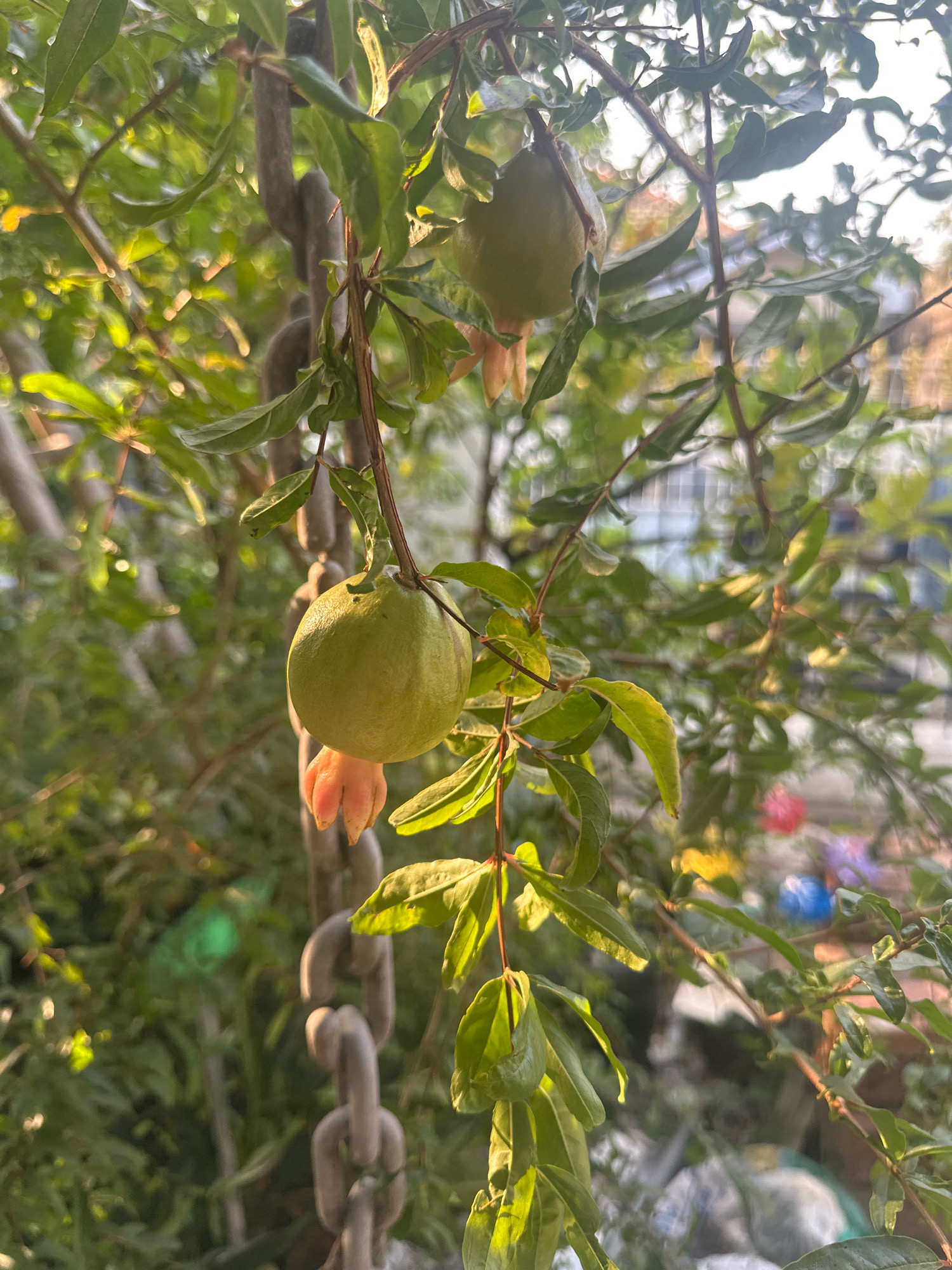 The image shows a close-up of a pomegranate tree branch with two developing fruits. The fruits are round and pale green, with lighter, petal-like structures at the bottom of one. The branch is adorned with lush green leaves, some catching the sunlight, creating a dappled effect. A thick, weathered metal chain is visible hanging down on the left side of the frame, partially obscured by leaves. In the background, the scene is softly blurred, suggesting an outdoor environment. Hints of buildings and a fence are visible, along with patches of color from what appear to be flowers or other garden elements, and some plastic objects. The overall impression is one of a garden or yard in a residential area, possibly in Mojokerto, Indonesia, given the plant and chain. No people are present in the image.