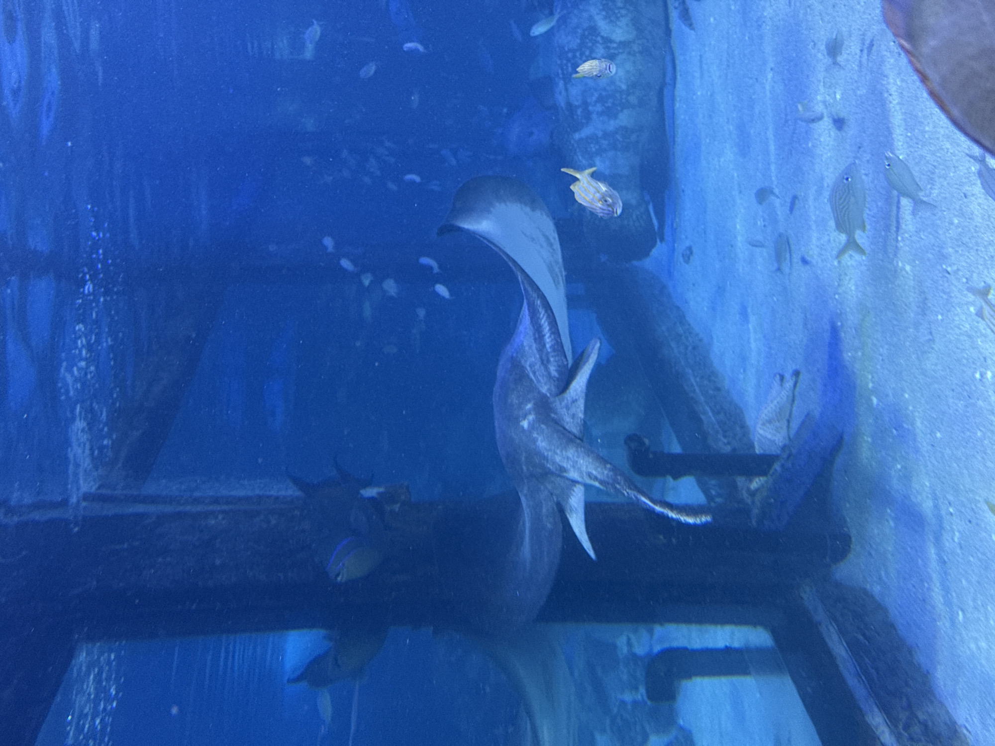 The image depicts an underwater scene, likely within an aquarium, featuring a large stingray swimming in the foreground. The stingray is a mottled grey color with a broad, flattened body and a long tail. It is positioned in the center-right of the frame, with its pectoral fins extended as if gliding through the water.
Behind the stingray, a dark, vertical structure, possibly part of an exhibit or tank decoration, is visible. To the left of this structure, another aquatic creature, partially obscured and appearing darker, is present.
The environment is characterized by blue, illuminated water, suggesting an artificial habitat. The sandy bottom of the tank is visible, with small, scattered fish swimming in the mid-water and near the seabed. One small fish with yellow stripes is particularly noticeable in the lower-right quadrant.
The lighting is artificial, creating a diffused, underwater glow. The image captures a moment of calm aquatic life within a controlled environment. Based on the information provided about the city of Santa Marta, Colombia, this scene is most likely from the Acuario y Museo del Mar del Rodadero, a well-known aquarium located in Santa Marta.