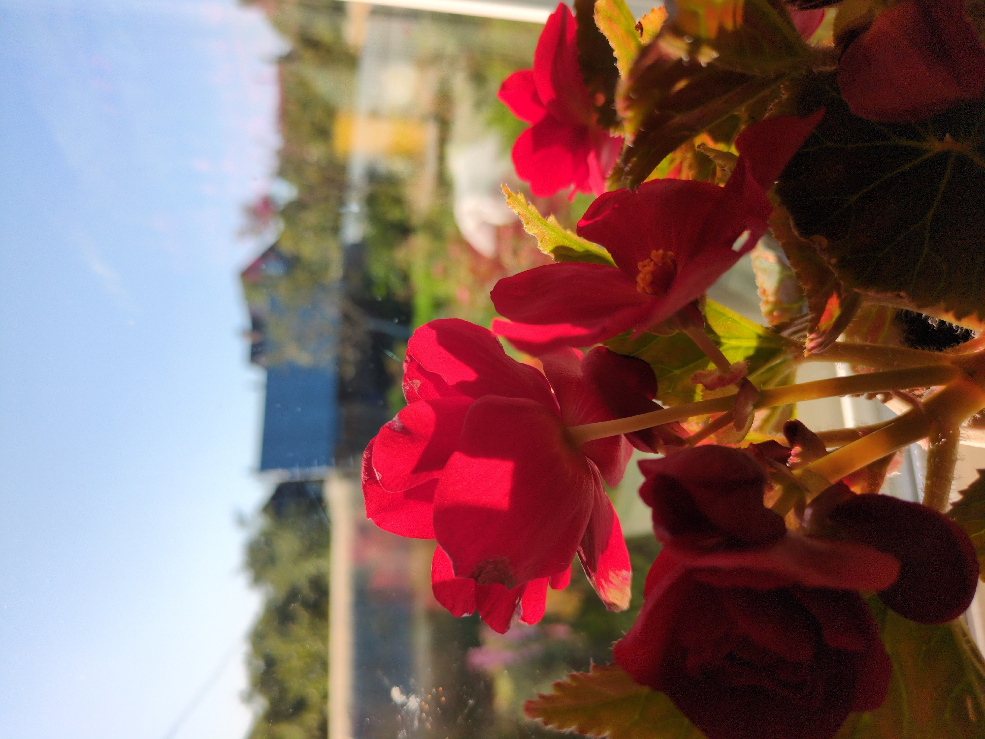 A close-up shot captures several vibrant red begonia flowers in bloom, positioned in the foreground. Sunlight illuminates the petals, casting distinct shadows and highlighting the delicate texture. The flowers are set against a blurred background of greenery and a blue sky, suggesting an outdoor environment. In the distance, a blue building and hints of trees are visible, indicating a residential area. The scene is likely an outdoor garden or a windowsill overlooking a yard in Kulebaki, Russia, given the natural light and typical rural landscape elements. There are no people or discernible actions depicted in the image.