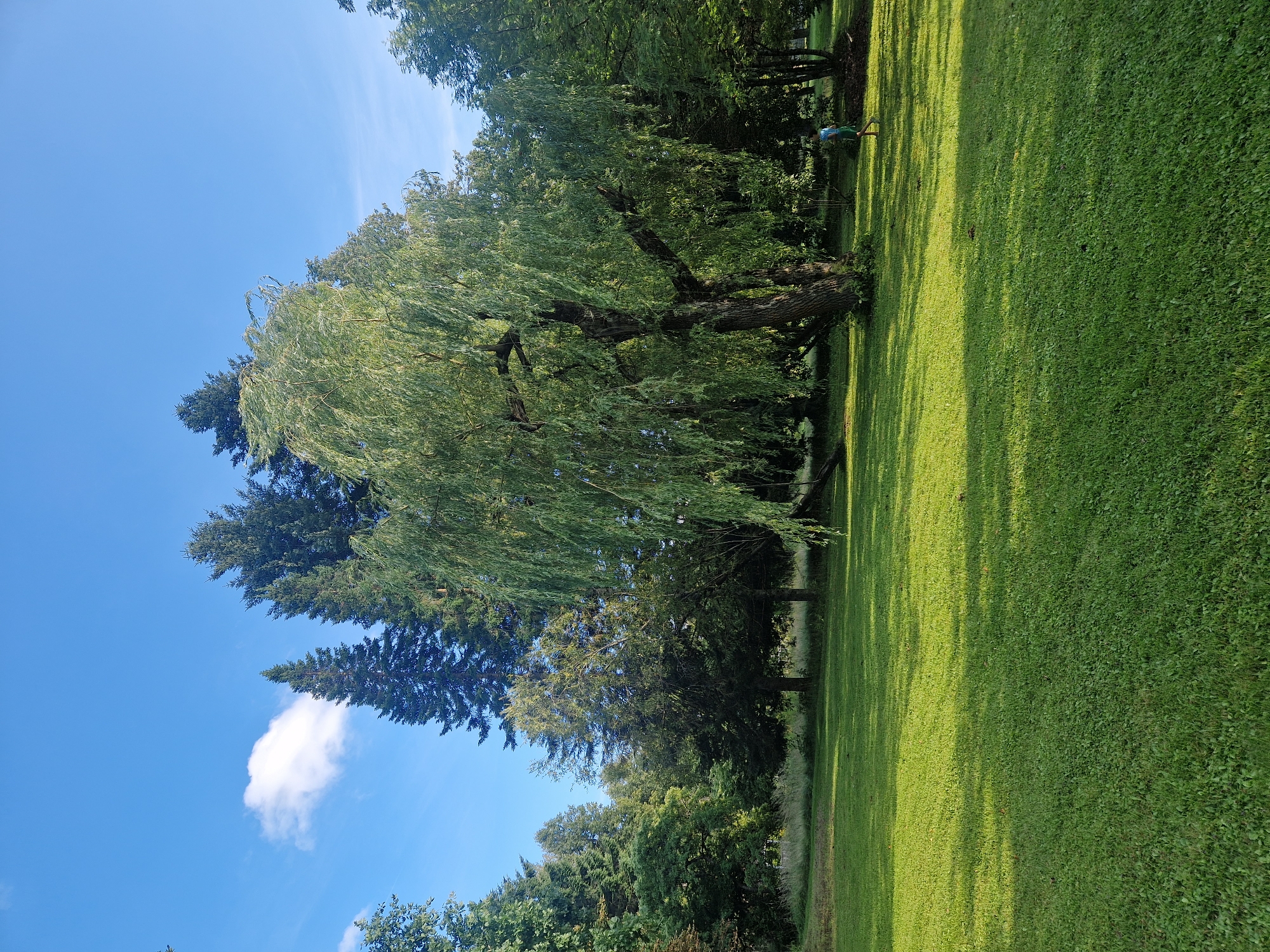 The image depicts a sunlit park with lush green grass. A large weeping willow tree dominates the foreground, its long branches casting shadows across the lawn. In the background, a cluster of evergreen trees stands tall against a clear blue sky with a single fluffy white cloud. A person, wearing a blue shirt and green shorts, is walking on the grass to the right of the frame, partially obscured by the trees. The scene is tranquil and natural, indicative of a park in the Zemkopības institūts area of Latvia.