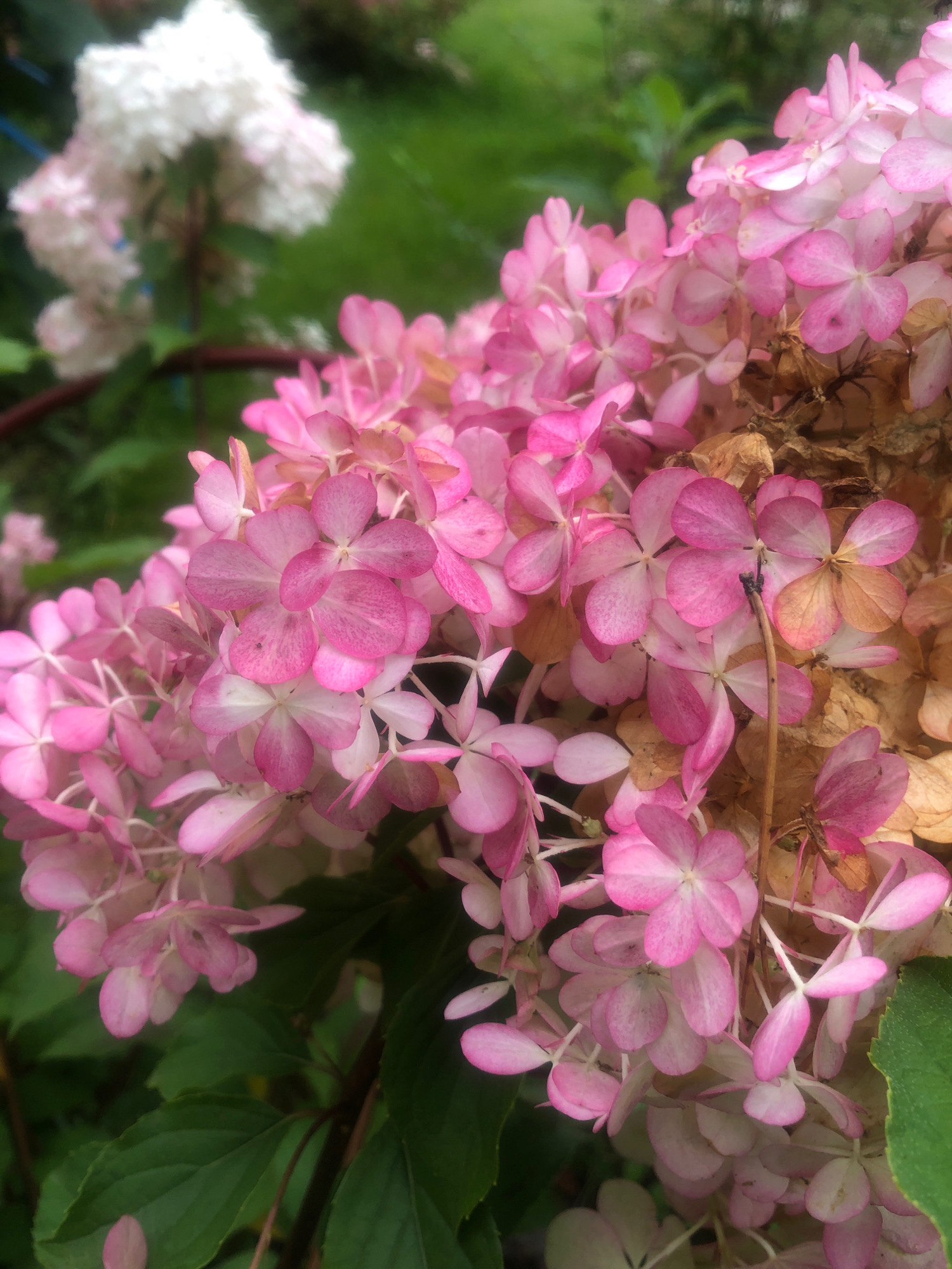 A close-up, eye-level, medium shot captures a cluster of pink hydrangea flowers, some vibrant and some dried, set against a backdrop of lush green foliage and a blurred white hydrangea bloom in the upper left. The majority of the image is filled with the delicate, overlapping petals of the pink flowers, which range in color from deep fuchsia to pale rose and white. Some of the flowers are fully bloomed, revealing their intricate, star-like centers, while others are beginning to dry and turn a tan color, adding a textural contrast. The background is a soft blur of green leaves and the out-of-focus white flowers, suggesting a garden setting. There are no people or animals present. The lighting appears to be natural daylight, casting subtle shadows and highlighting the textures of the petals. The scene is static, with no discernible action taking place. The overall impression is one of natural beauty and the gentle passage of time as represented by the blooming and drying flowers. The image does not provide any specific clues about its location within the city of Arfa, Russia.
