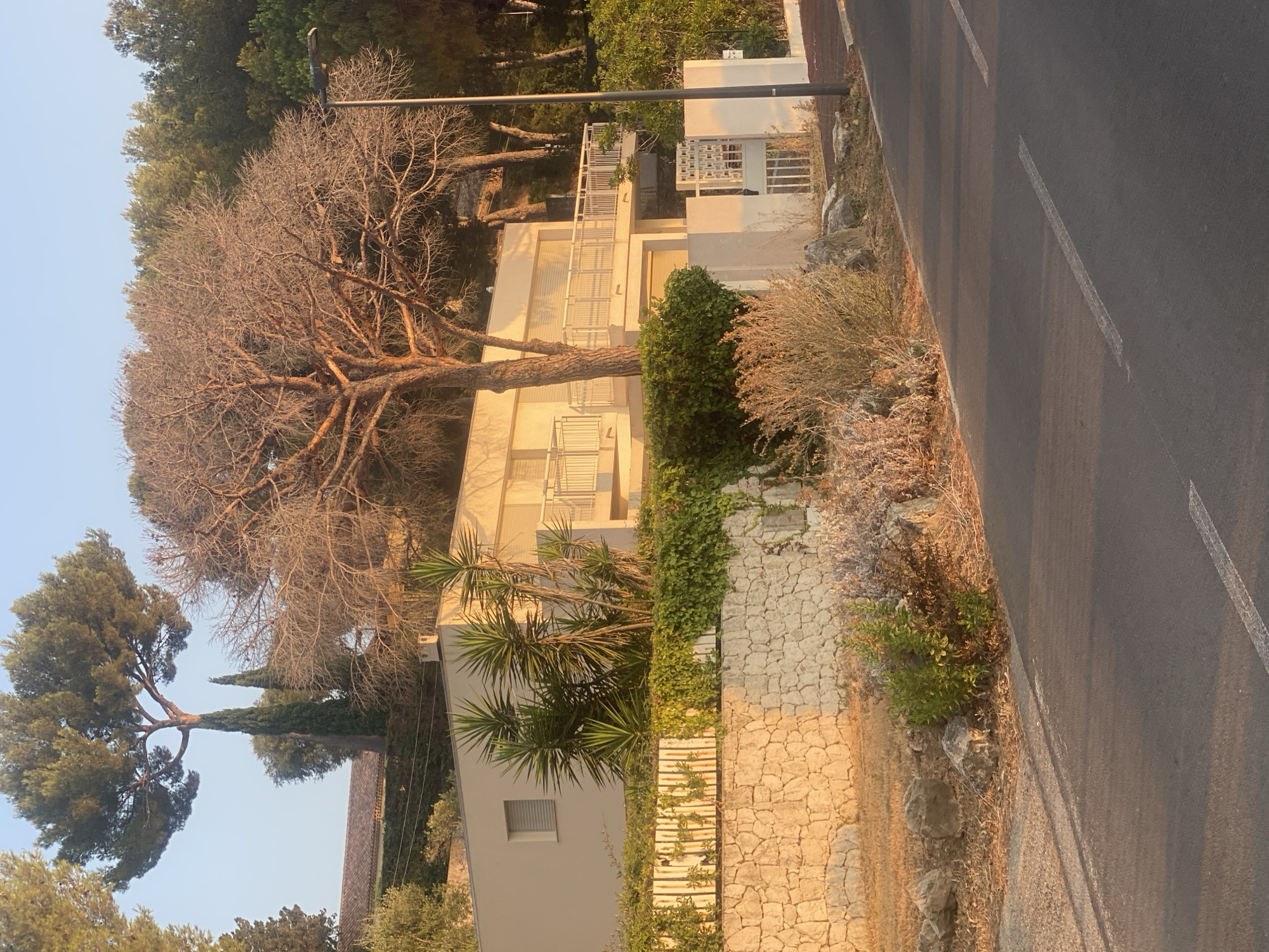The image shows a modern villa nestled in a hillside landscape in Antibes, France, bathed in the warm, golden light of late afternoon or early morning. The villa, painted a light cream color, features clean lines, a flat roof, and multiple balconies with white railings. Large windows, some with closed roll-down shutters, punctuate the facade. In front of the villa, a manicured garden includes yucca plants, dense green ivy climbing a white fence, and a dry, brittle tree with bare branches dominating the foreground. A stone wall, constructed from irregular beige and gray stones, borders the property at a lower level, separated from the road by dry scrub and rocks. A paved road with white lane markings runs diagonally across the lower portion of the image. A modern street lamp stands tall to the right of the villa. The background consists of lush green pine trees and other vegetation, suggesting a Mediterranean environment. The sky is a clear, pale blue. There are no people or animals visible in the scene.